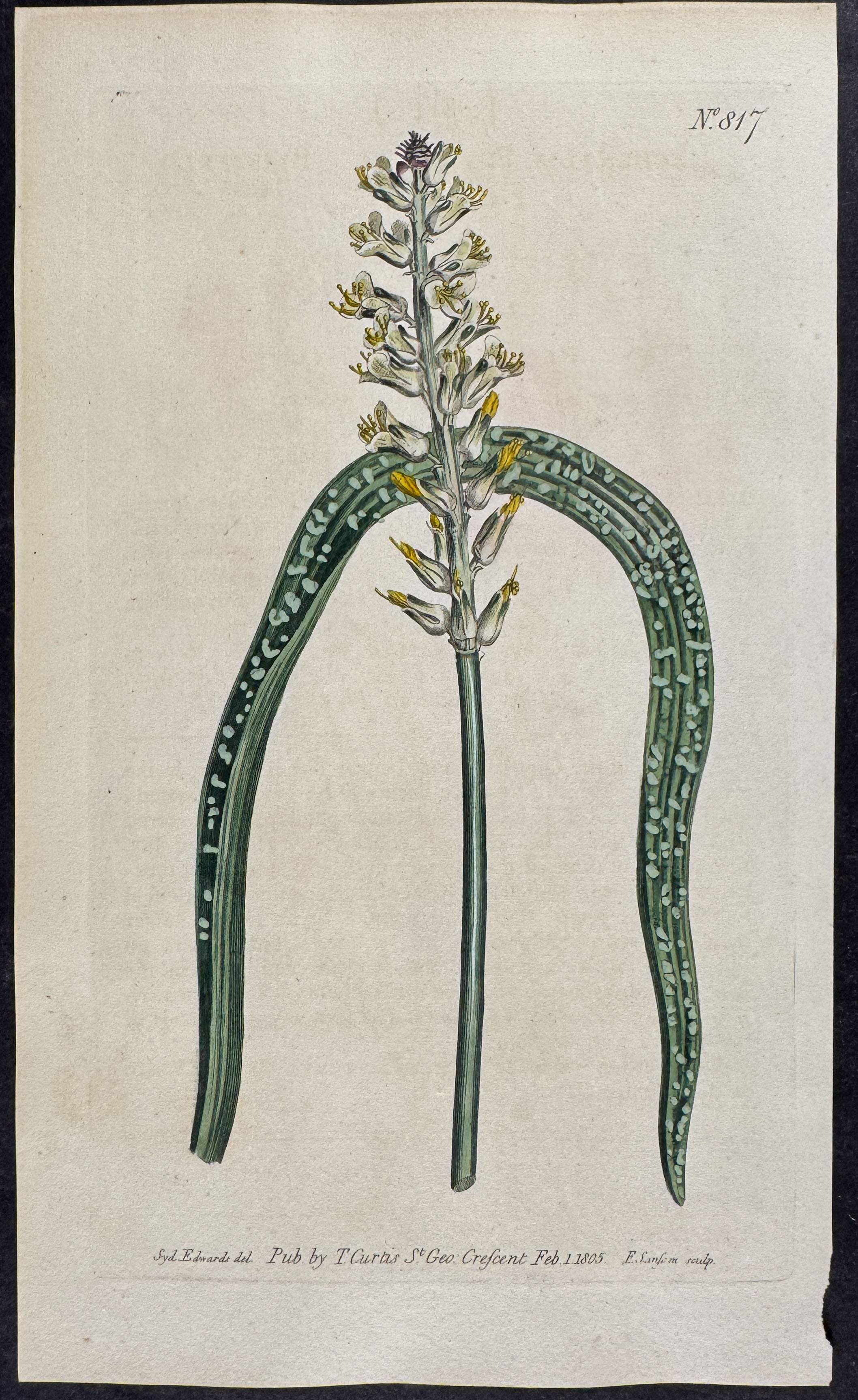 Blistered Lachenalia