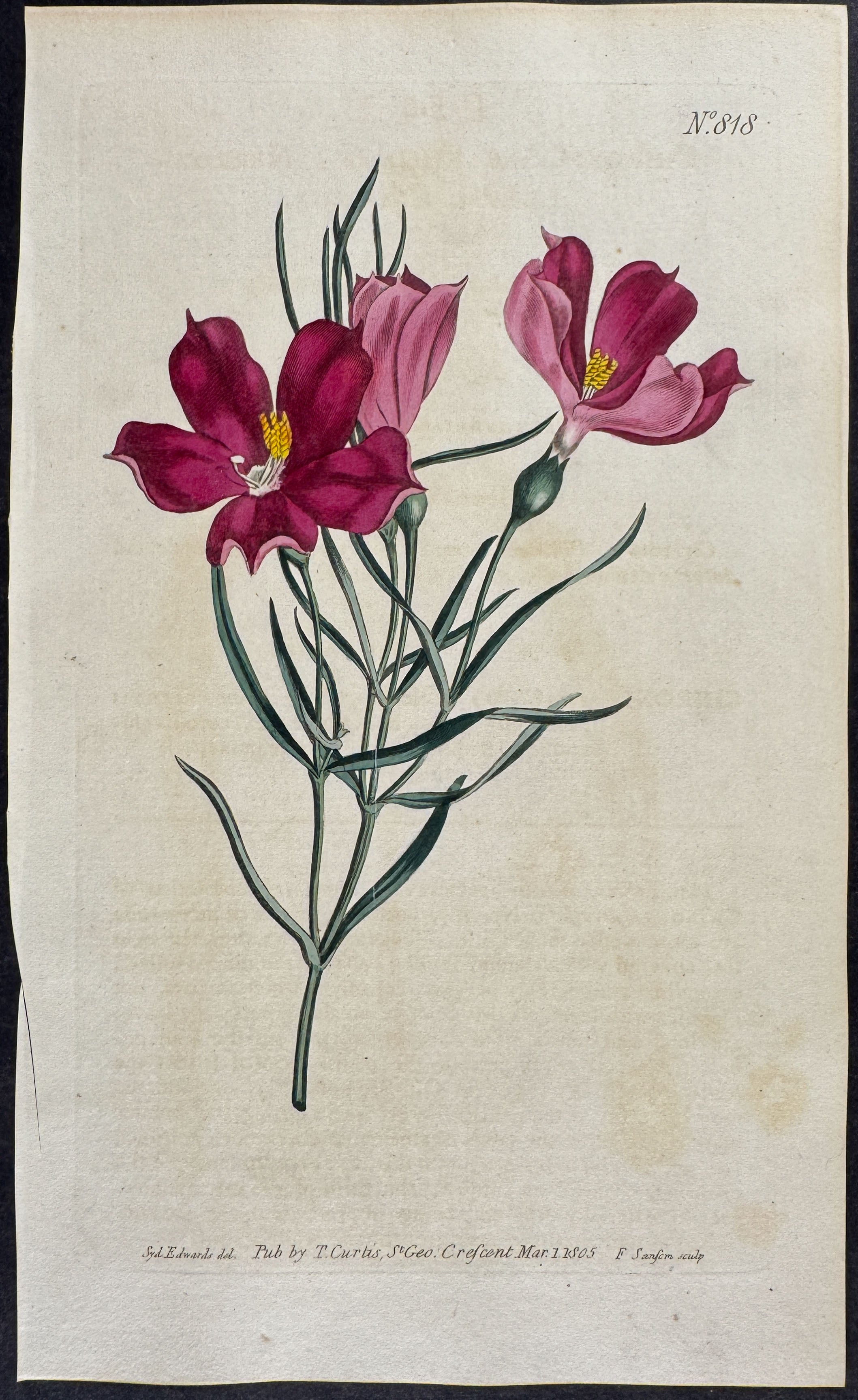 Narrow-leaved Chironia