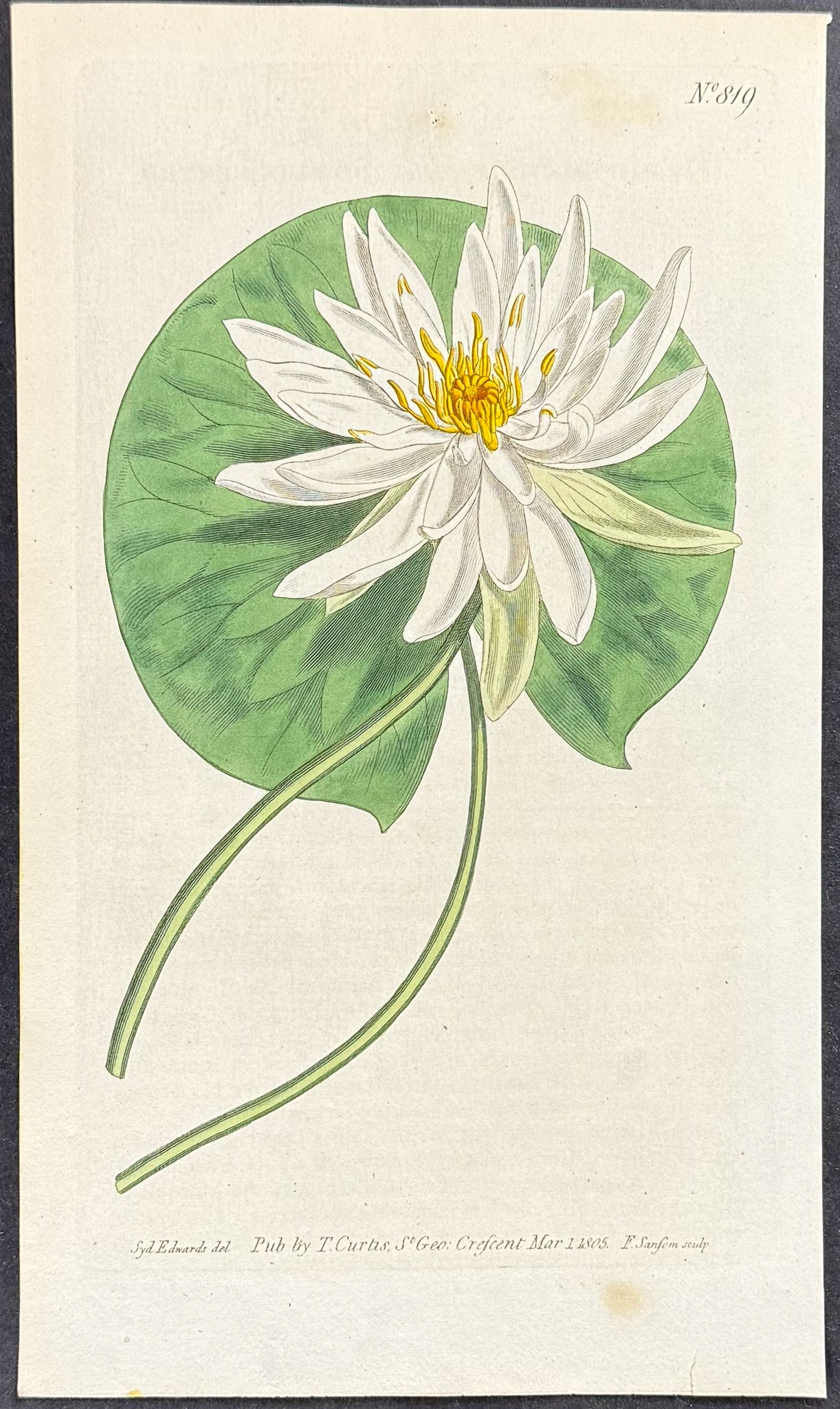 Sweet-Scented Water Lily