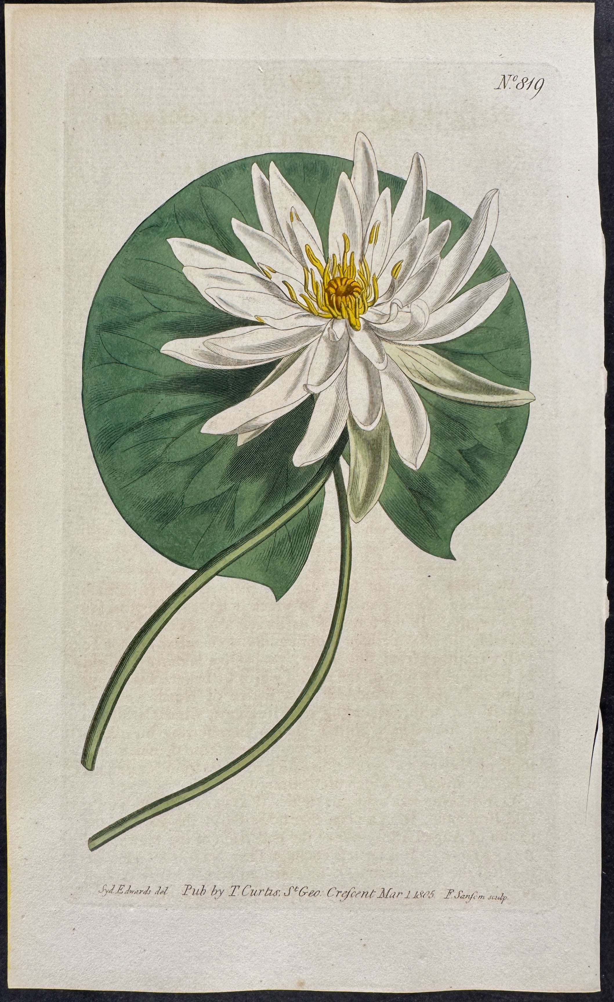 Sweet-scented Water Lily