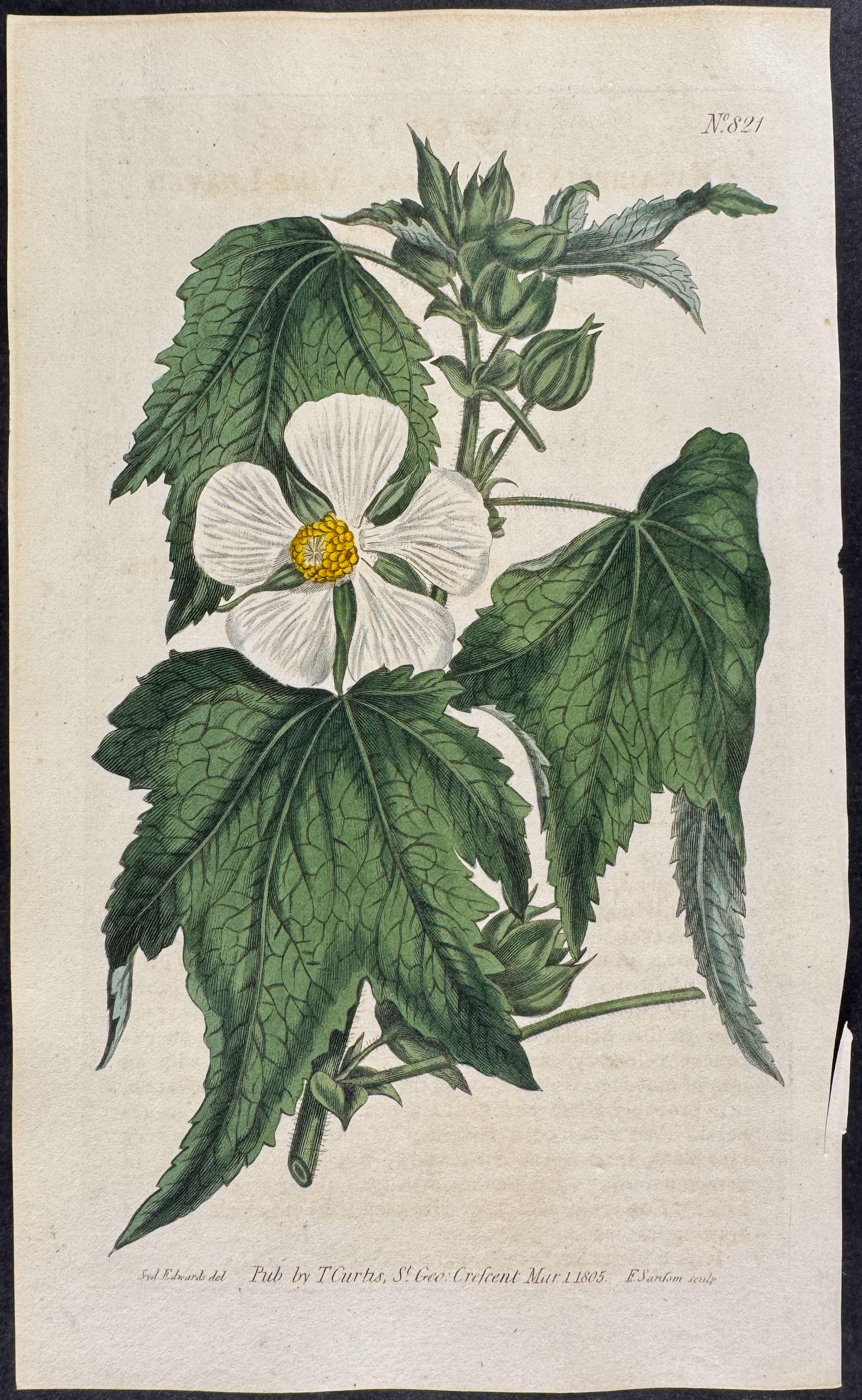 Vine-leaved Kitaibelia