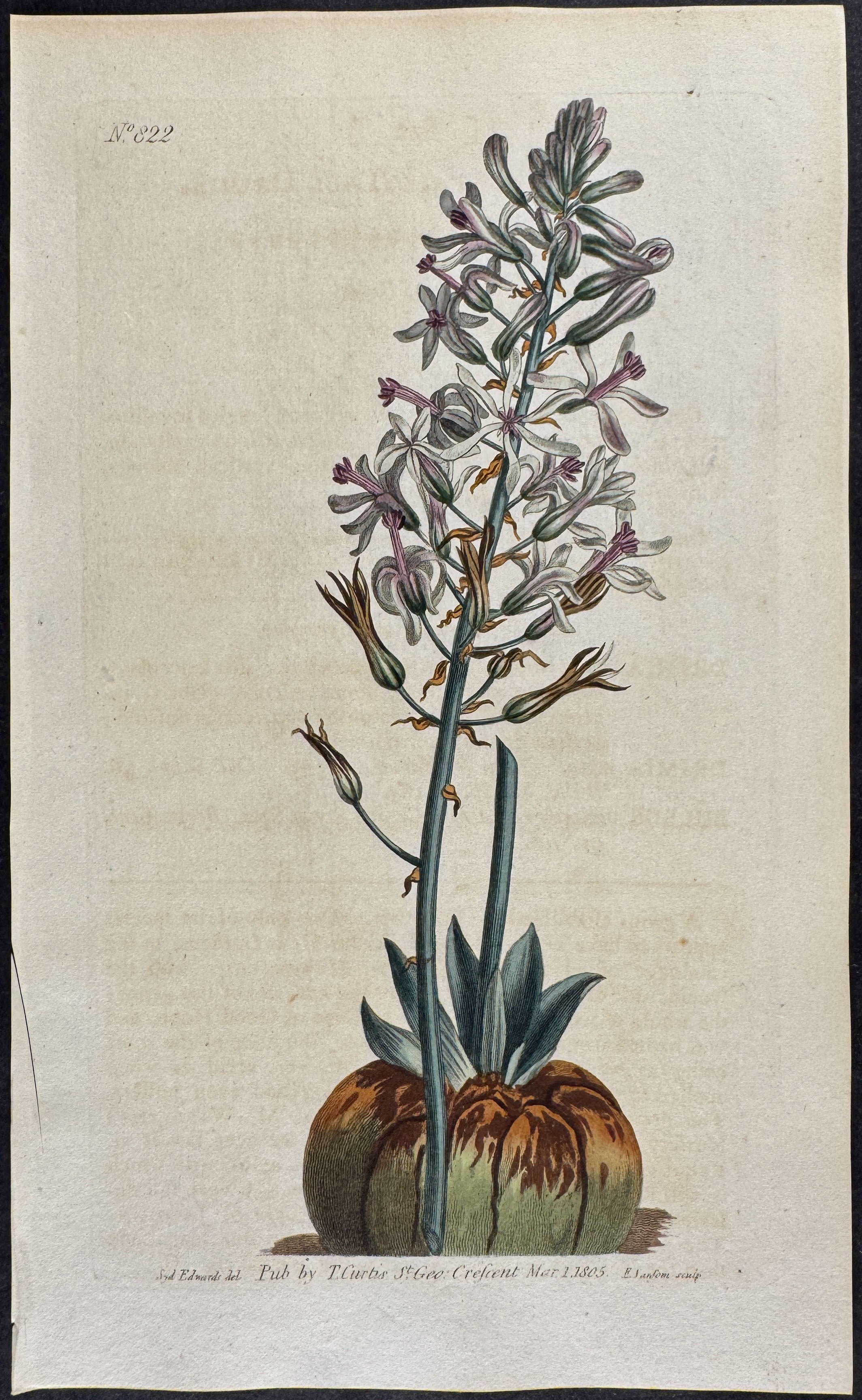 Tall Drimia