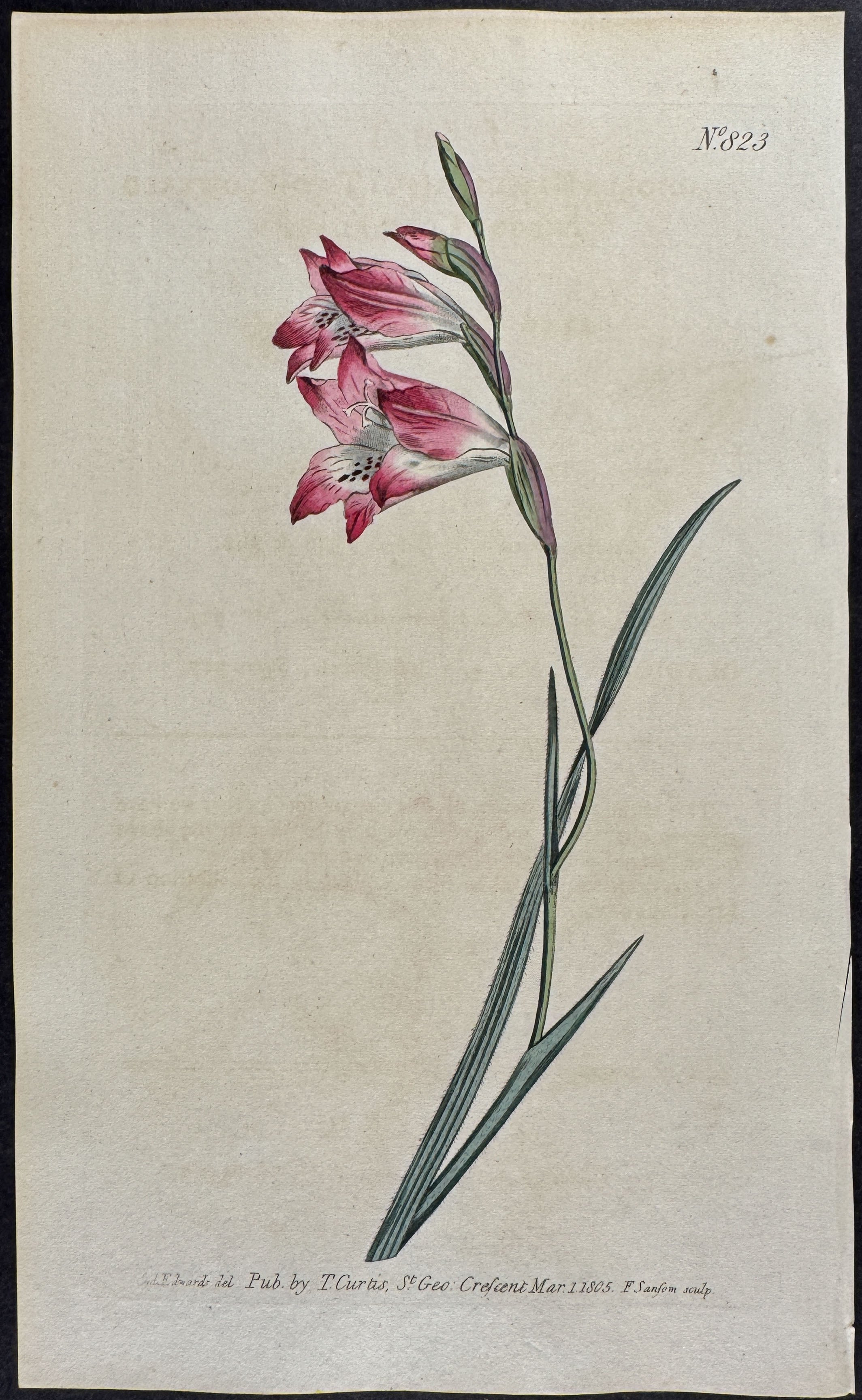 Two-flowered Shaggy Corn Flag