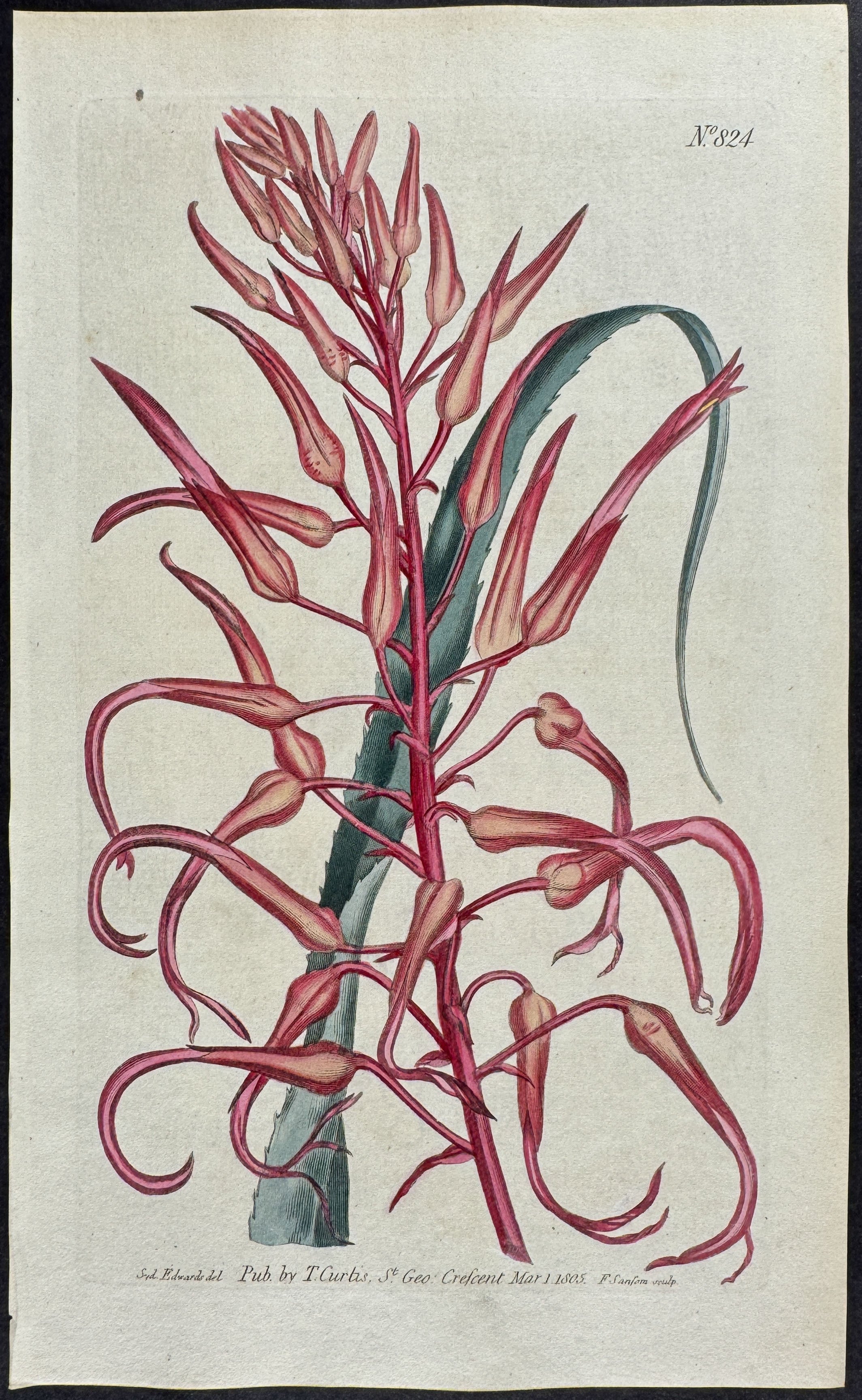 Scarlet Pitcairnia