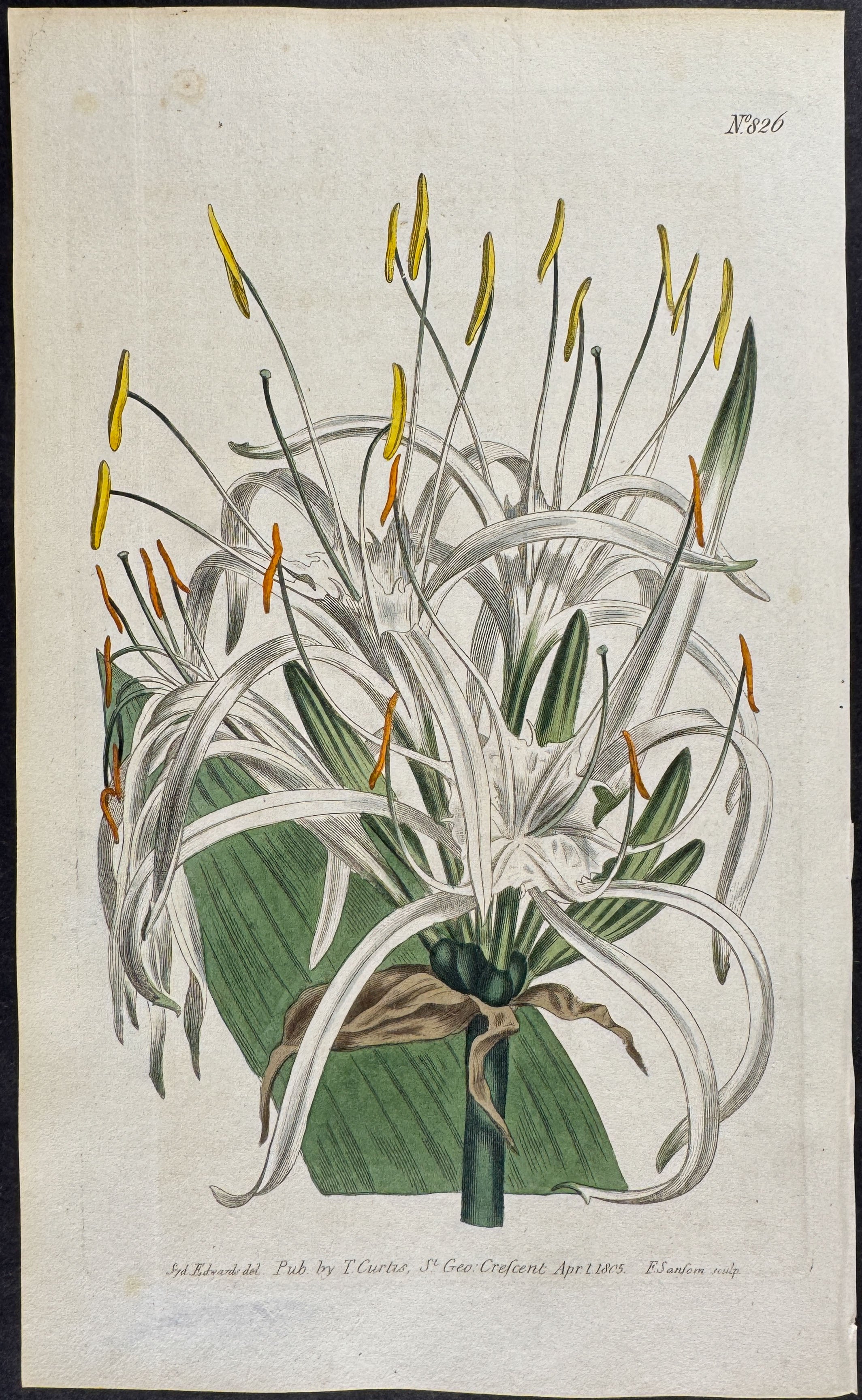 West-Indian Pancratium