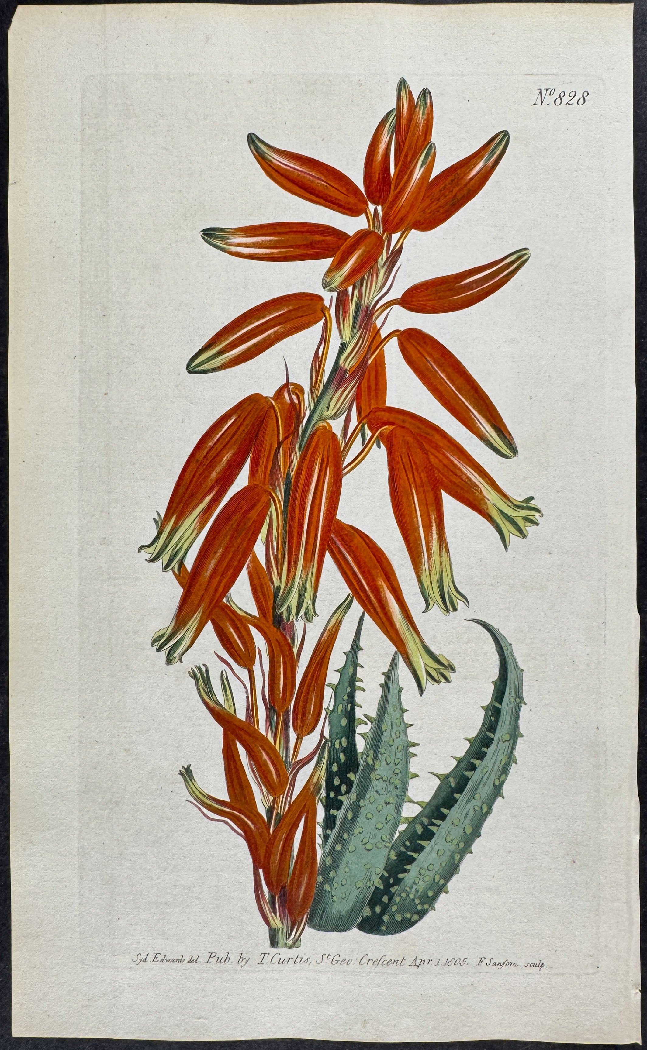 Narrow-leaved Stemless Aloe