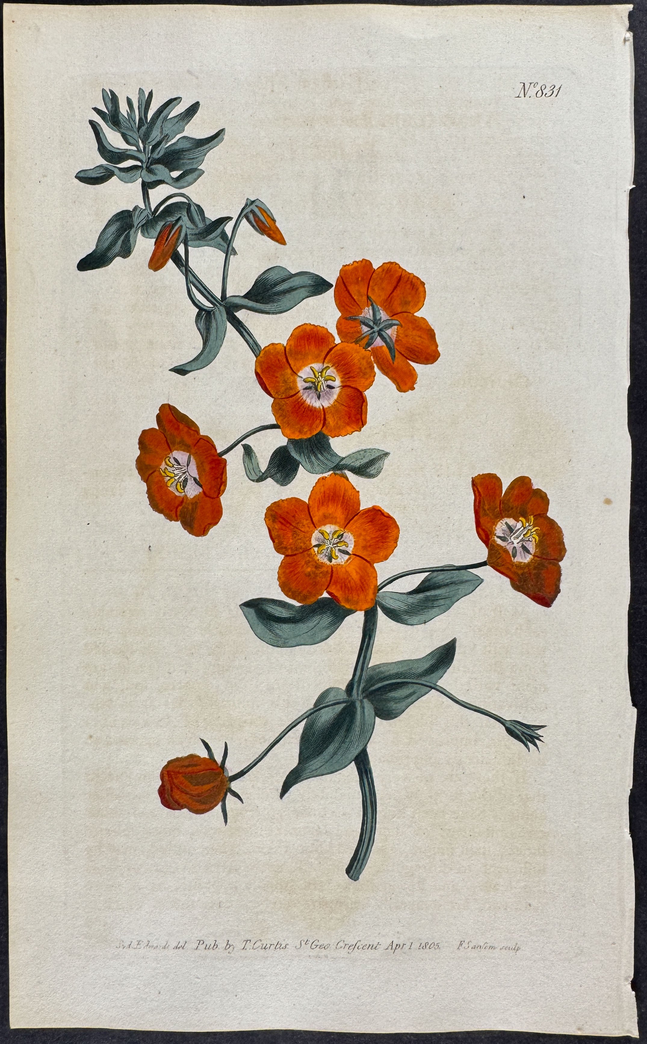 Shrubby Pimpernel