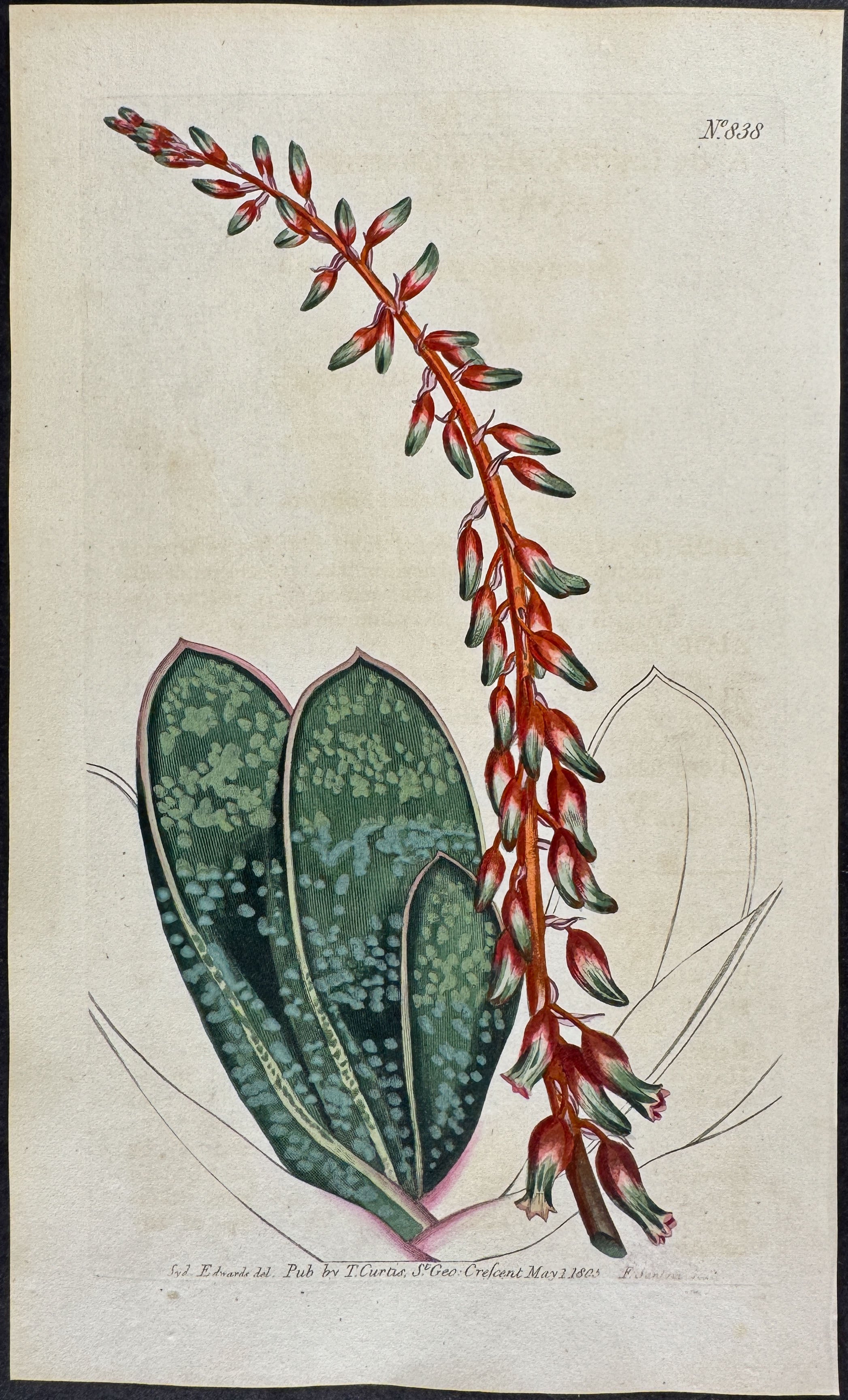Thick-leaved Tongue Aloe