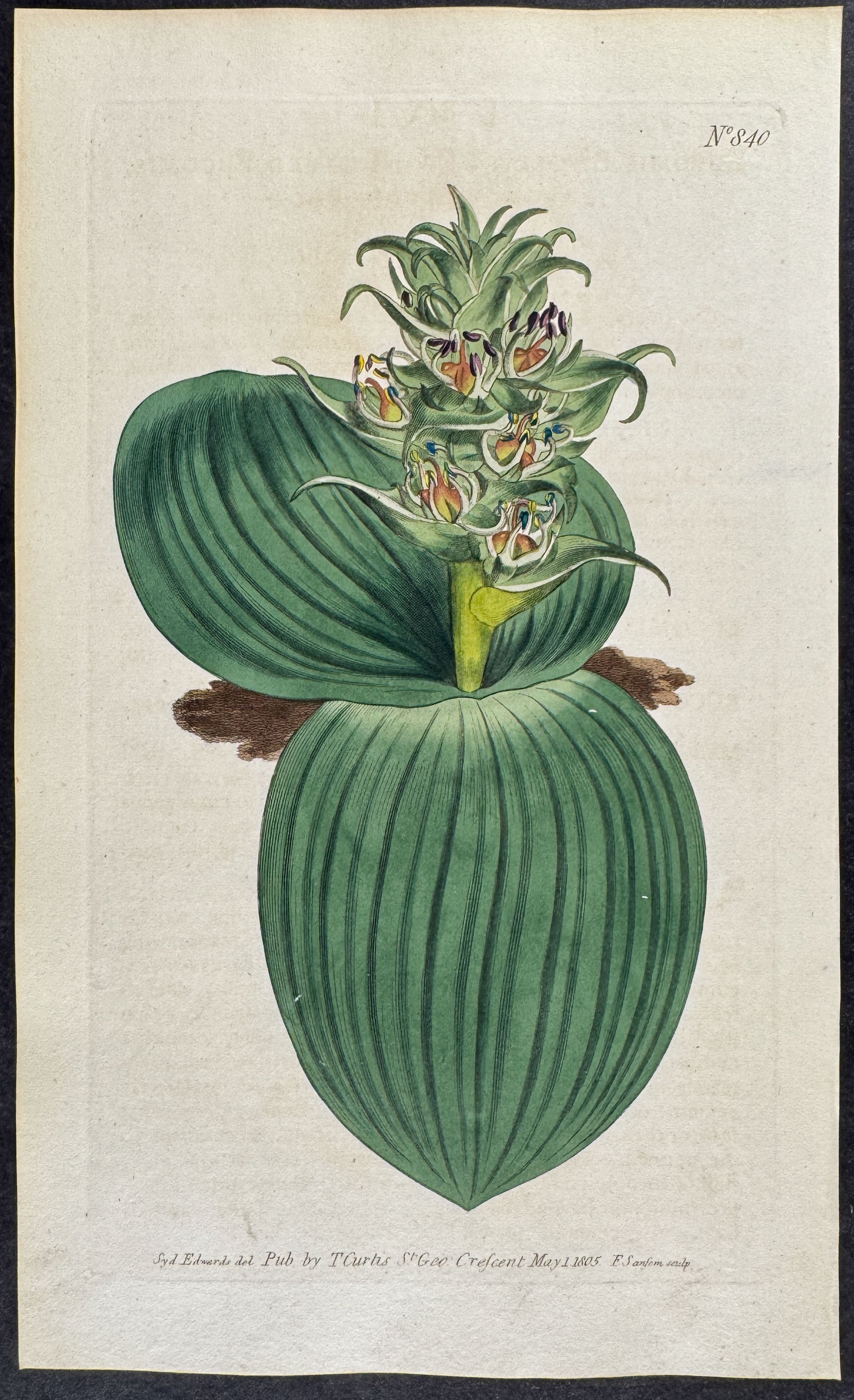 Two-leaved Eucomis