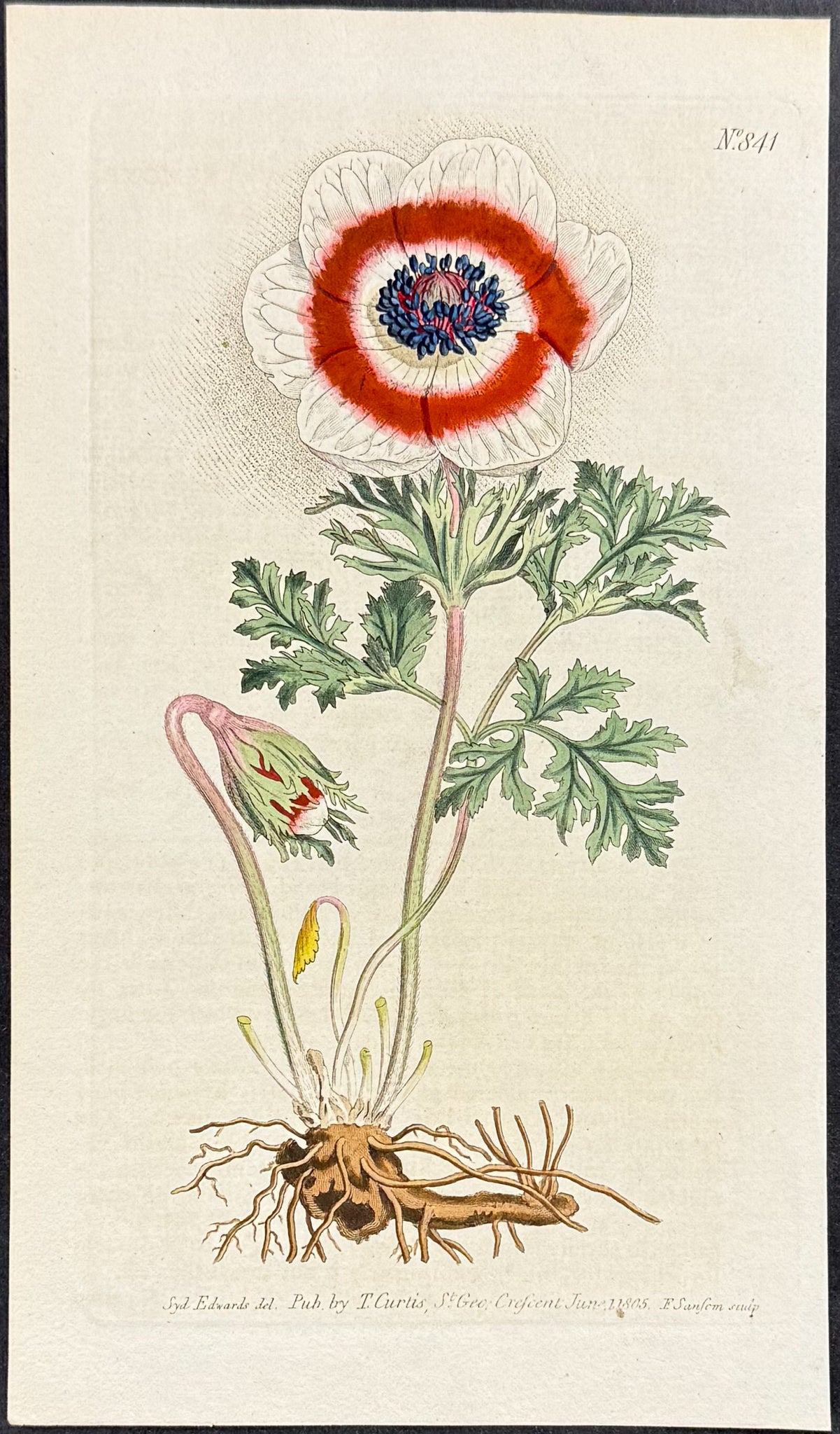 Poppy Anemone
