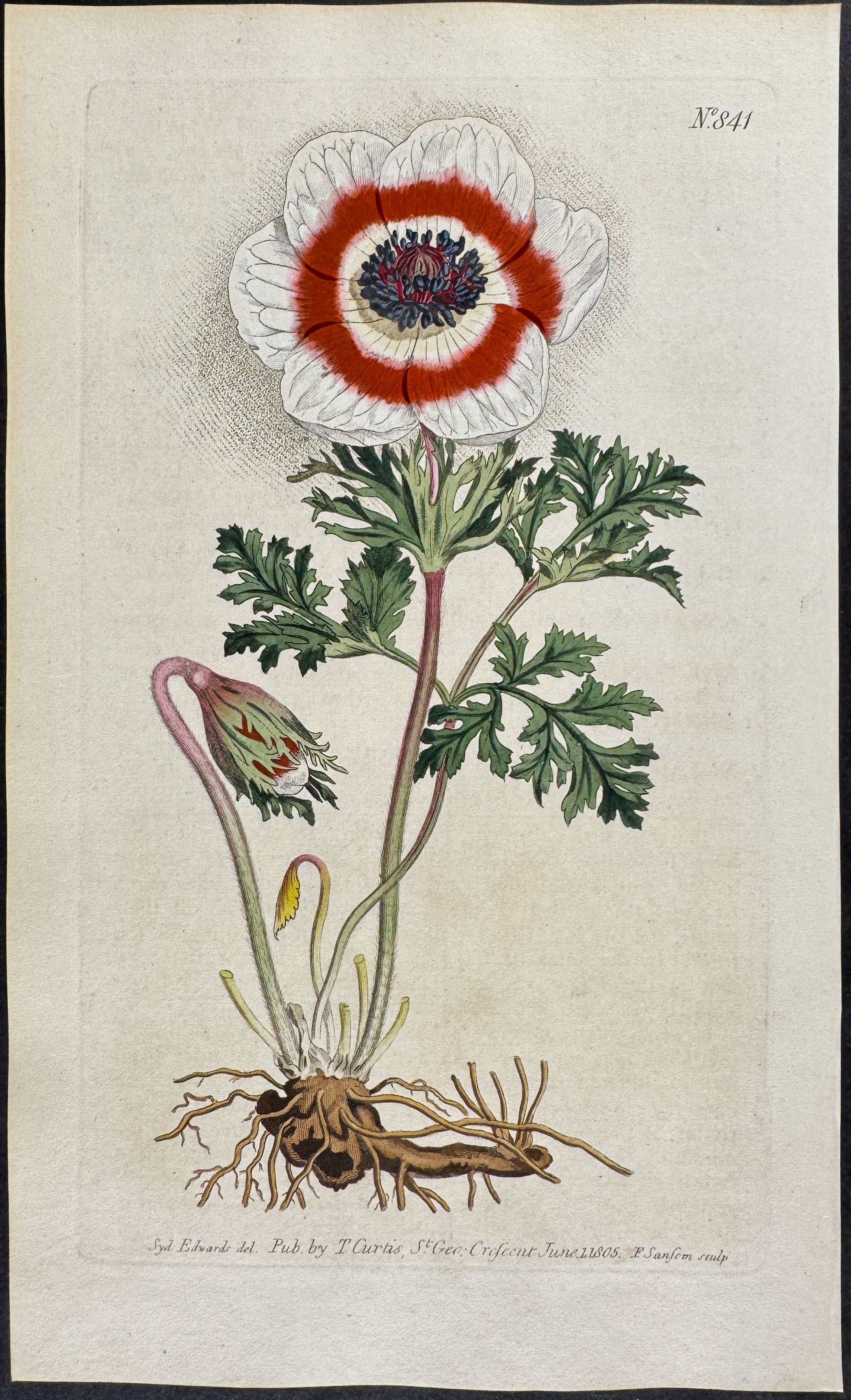 Poppy Anemone