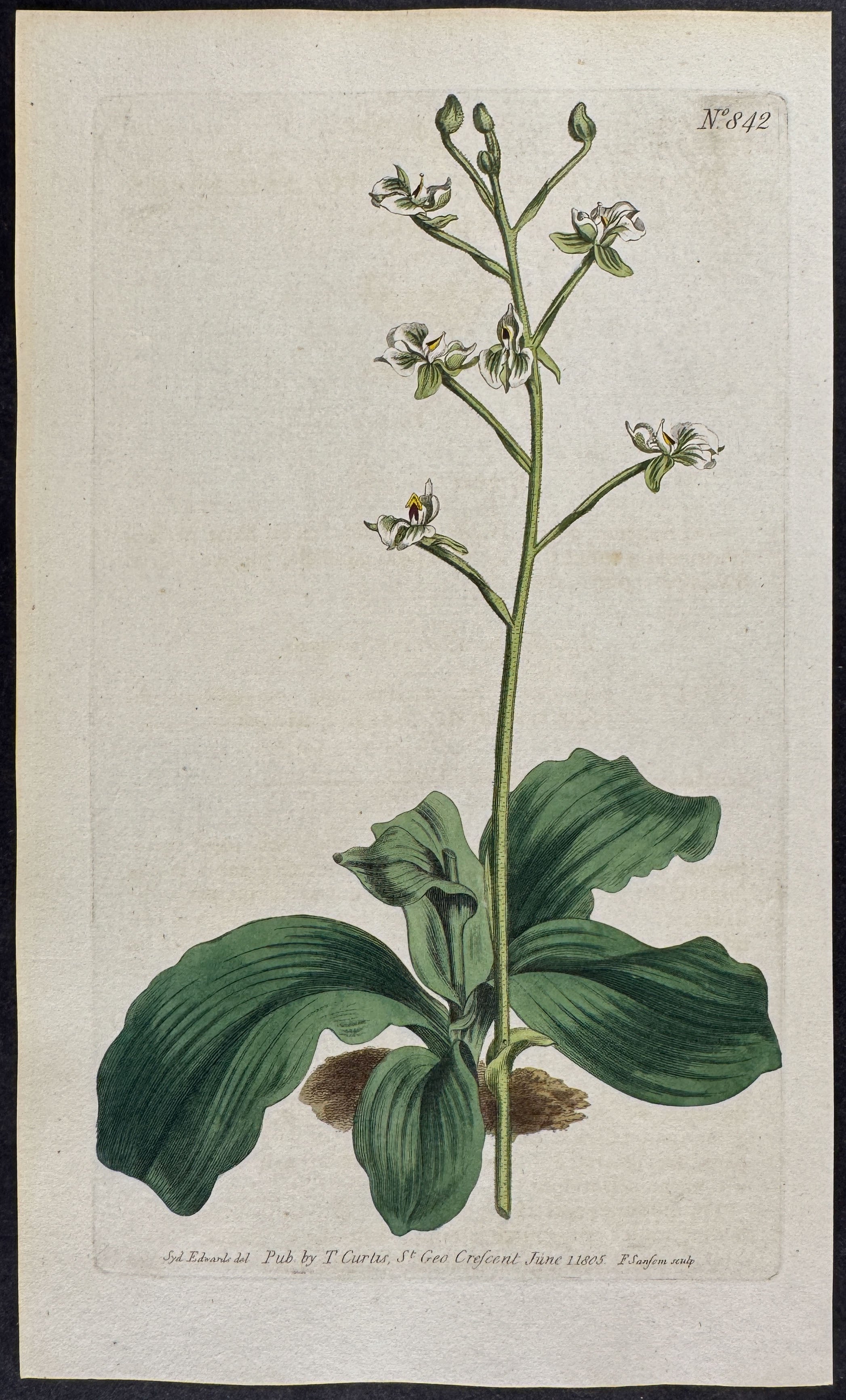 Glandulous Neottia
