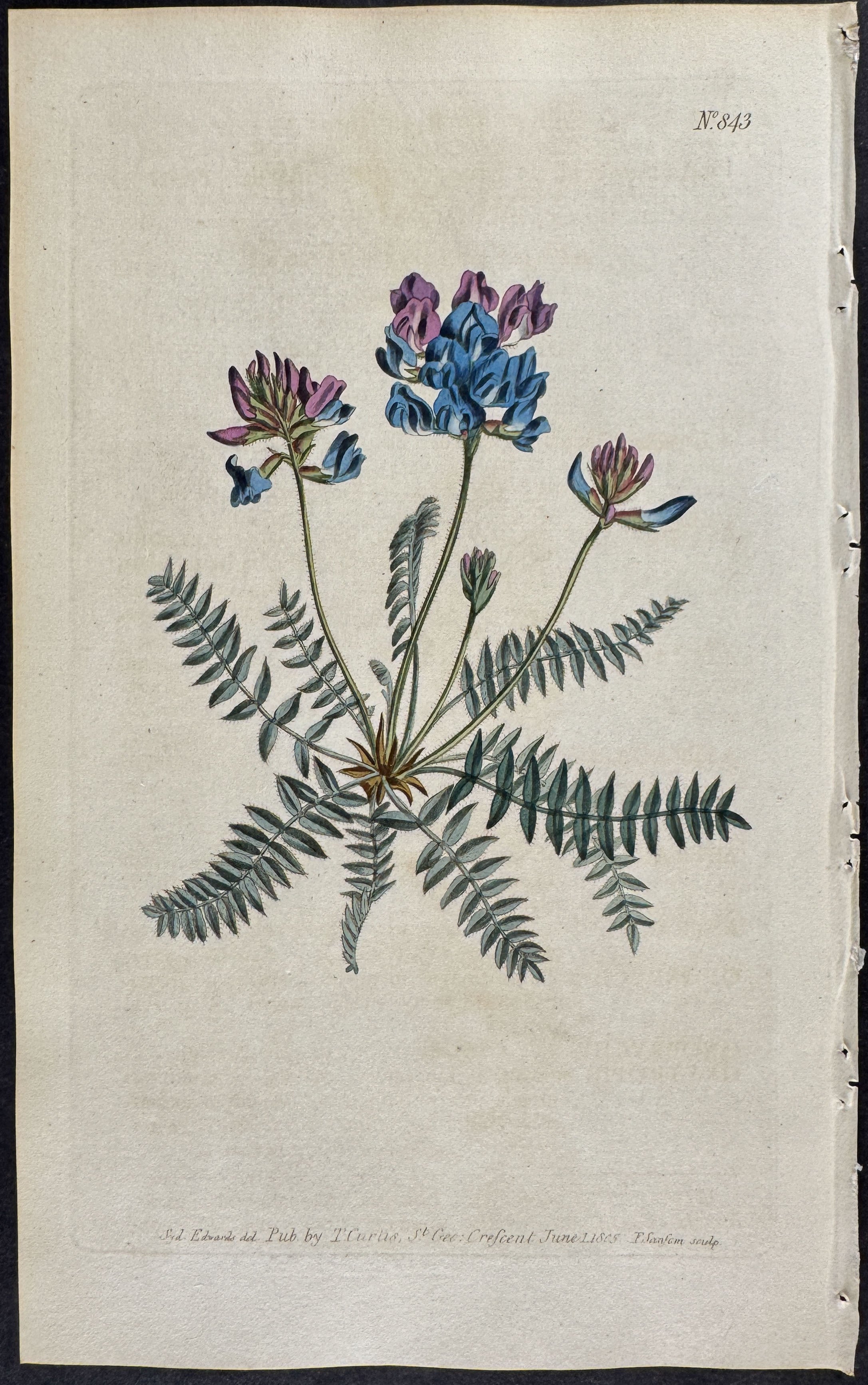 Mountain Milk-Vetch