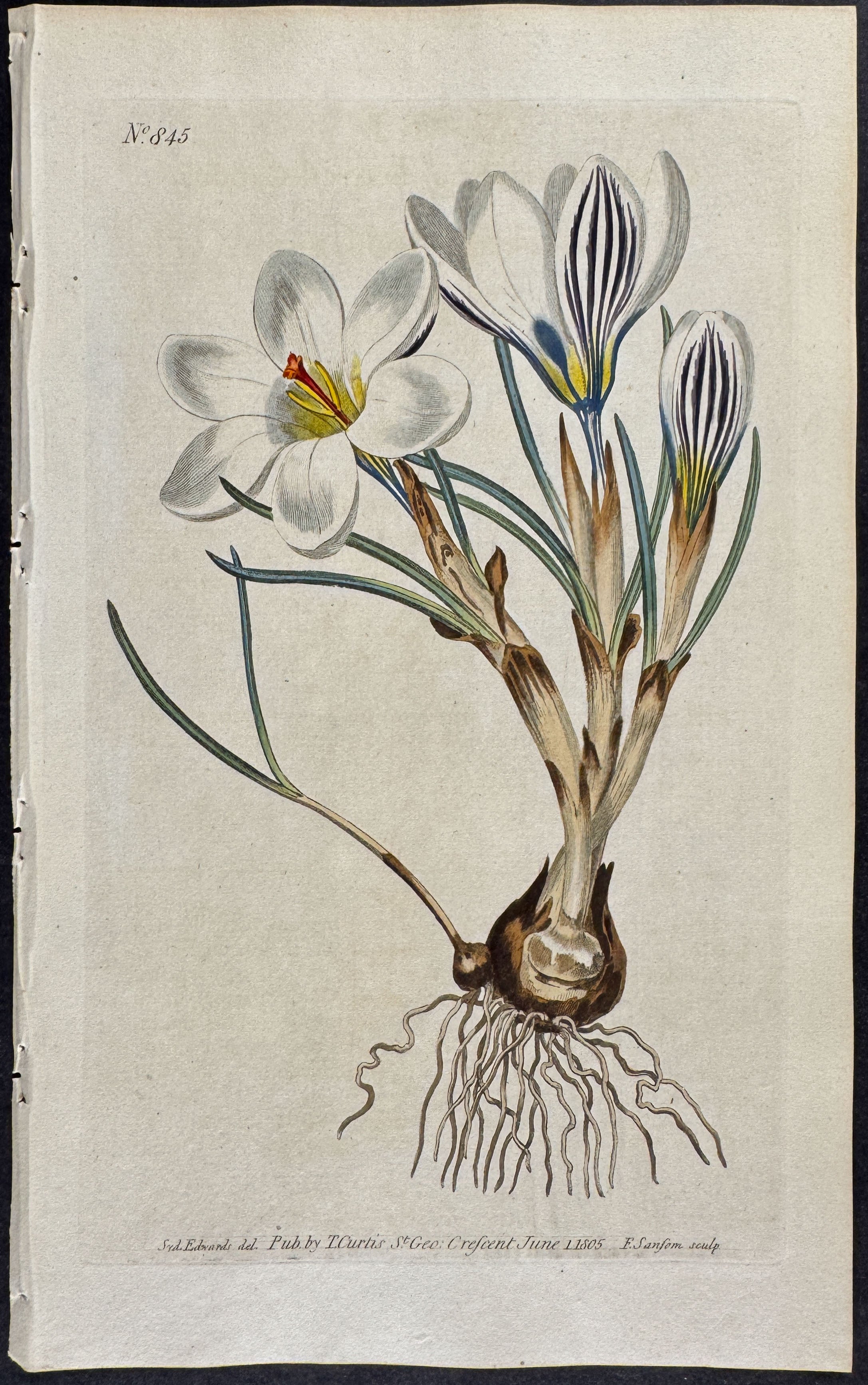 Scotch Crocus