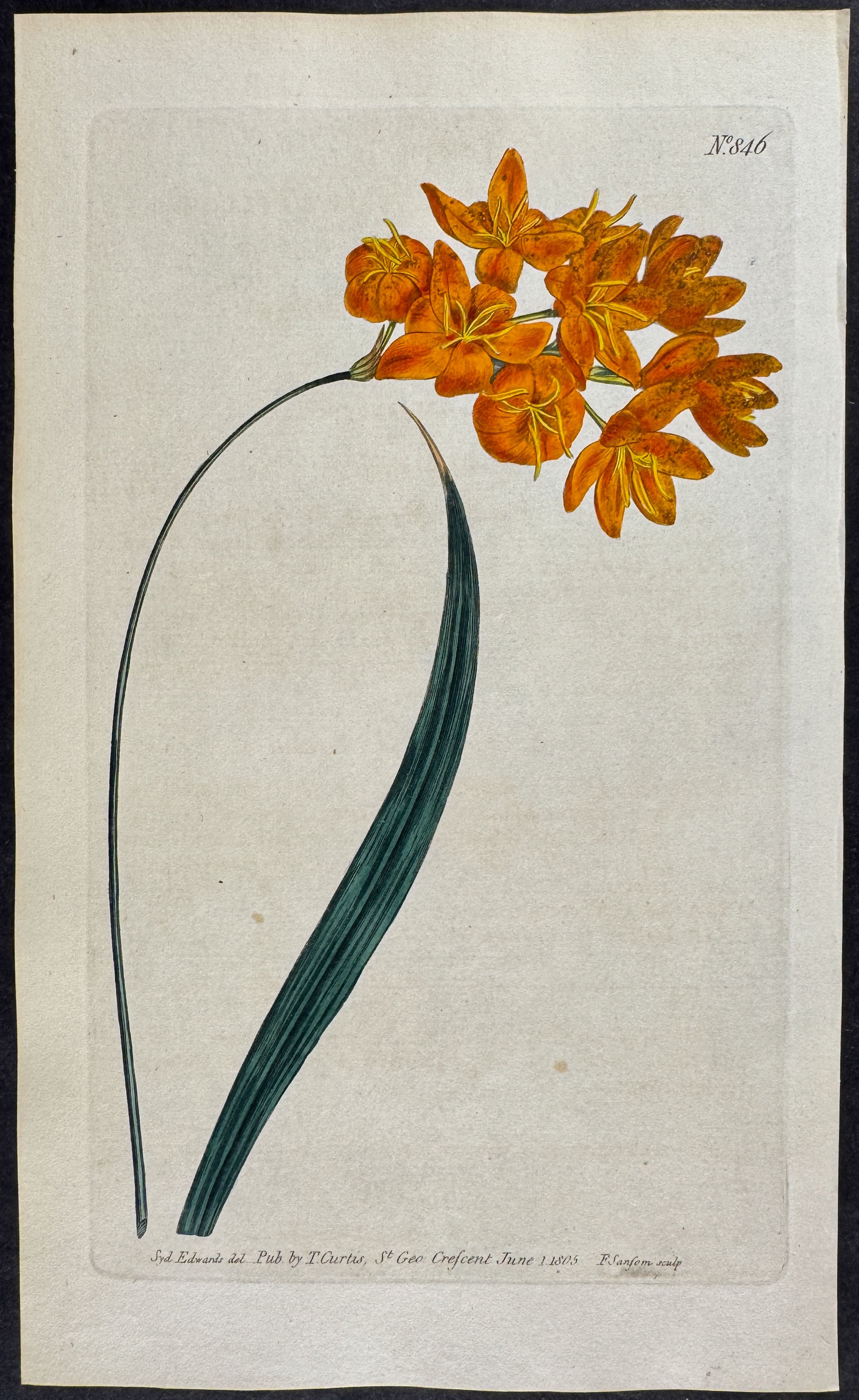 Yellow Upright Ixia