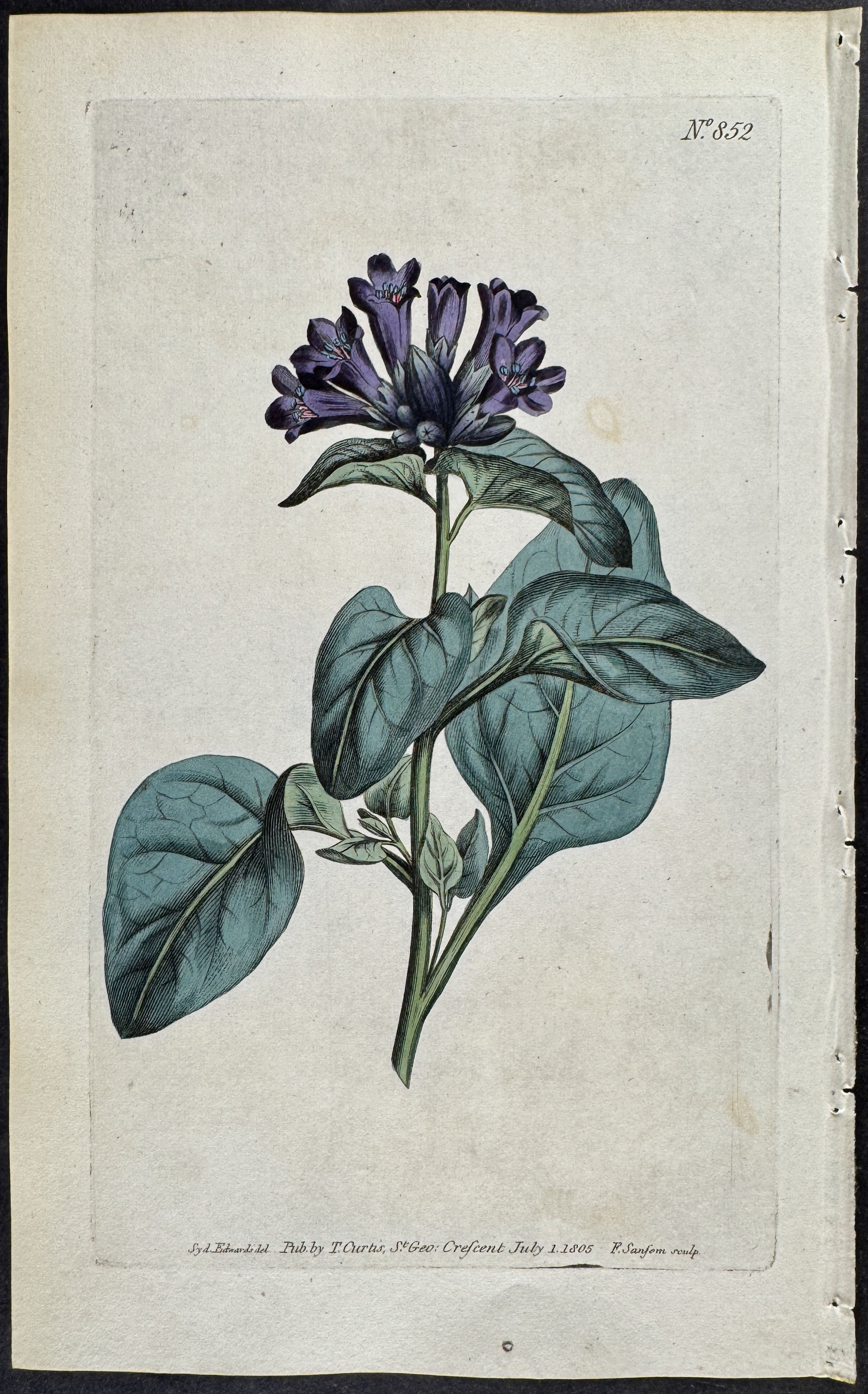 Purple-flowered Henbane