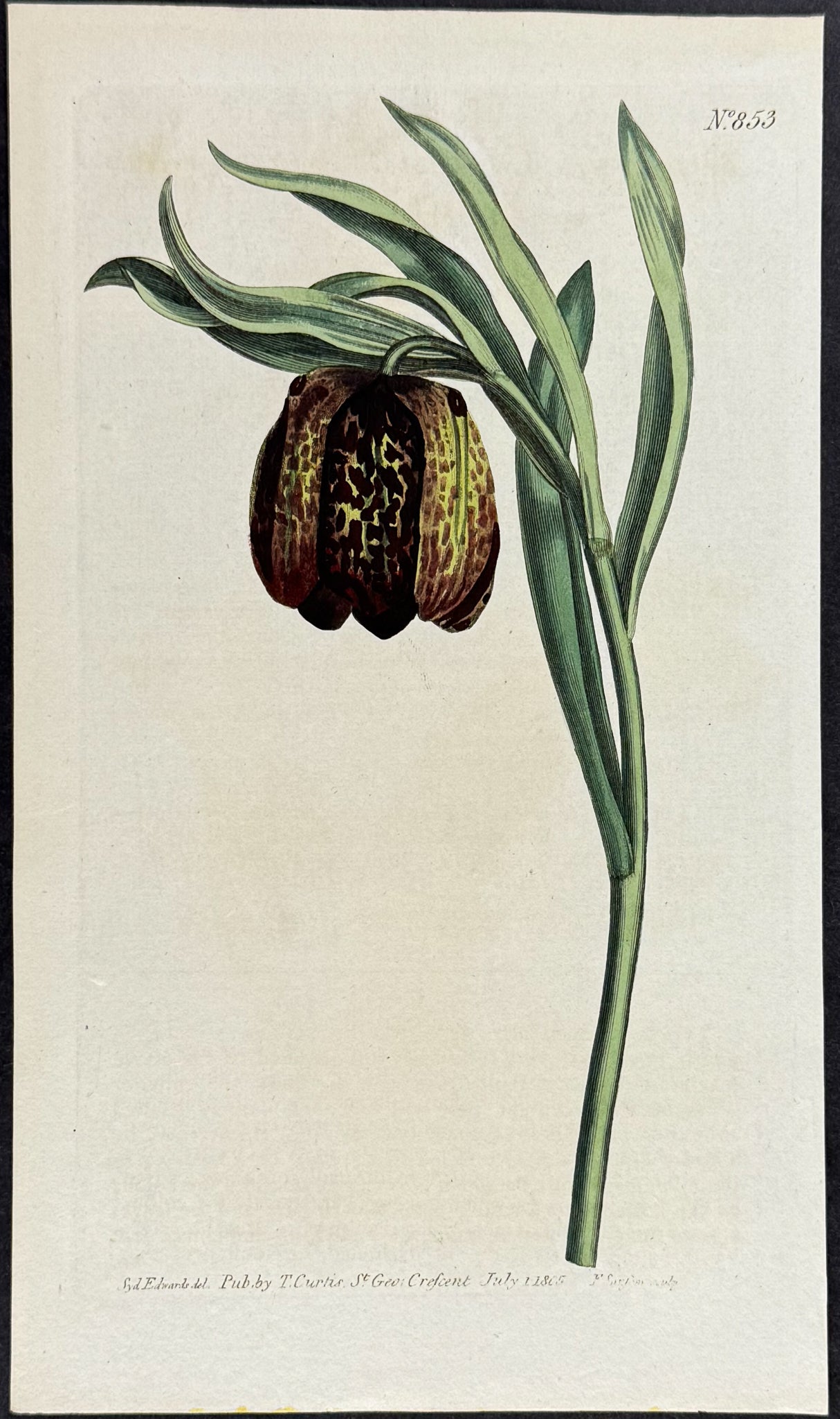 Broad-leaved Fritillaria (Fritillary)
