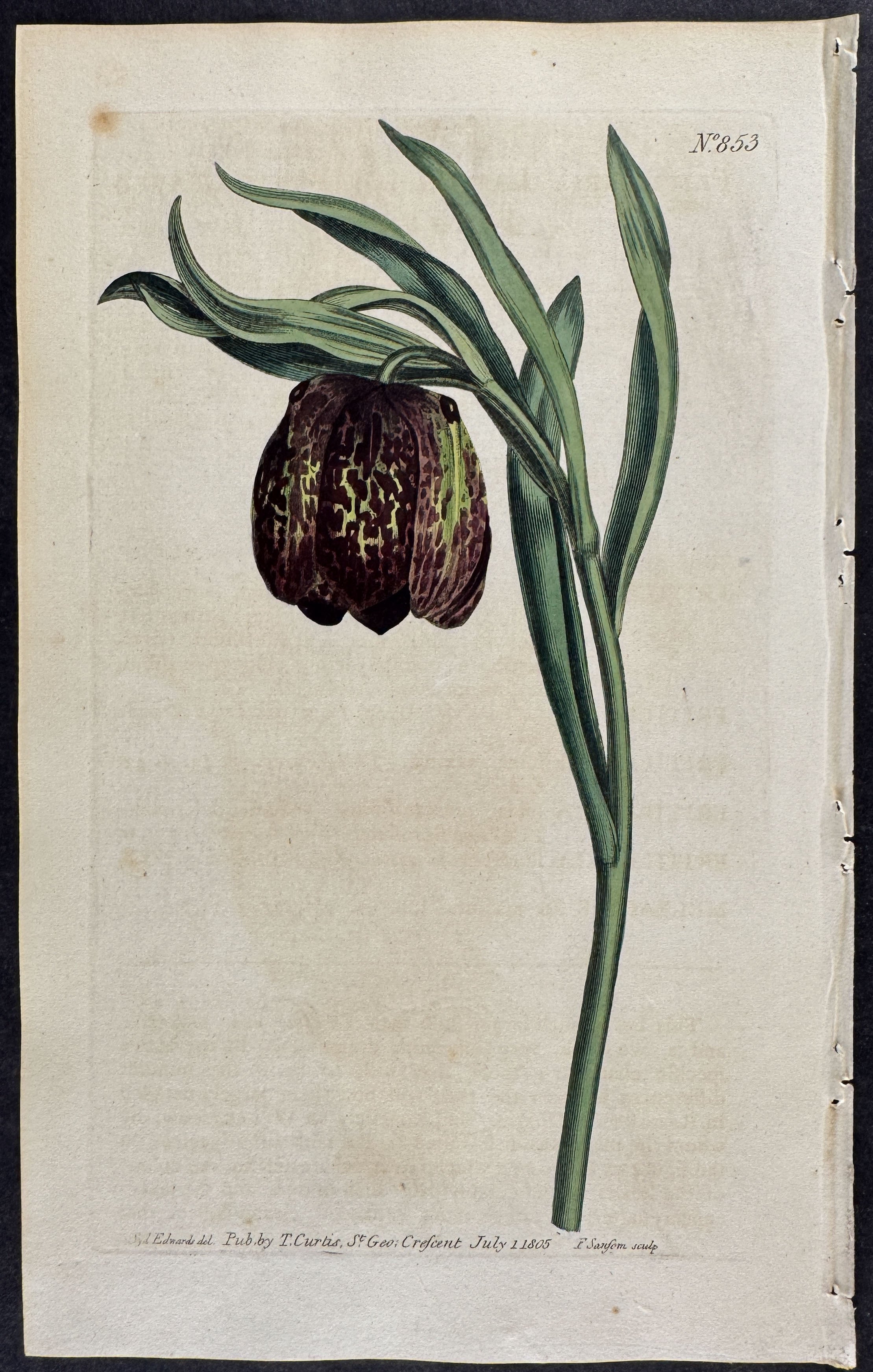 Broad-leaved Fritillaria