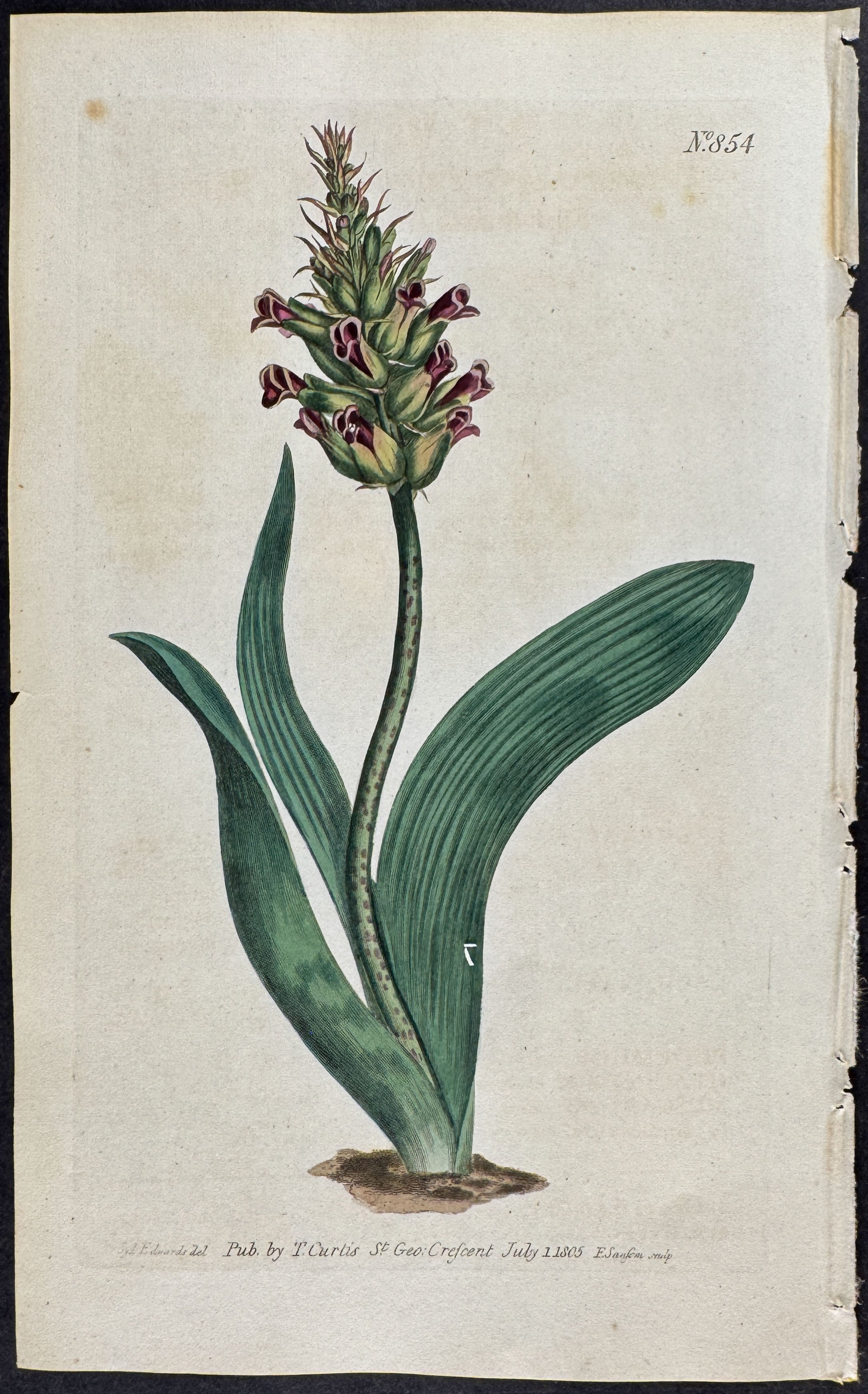 Sessile-flowered Lachenalia
