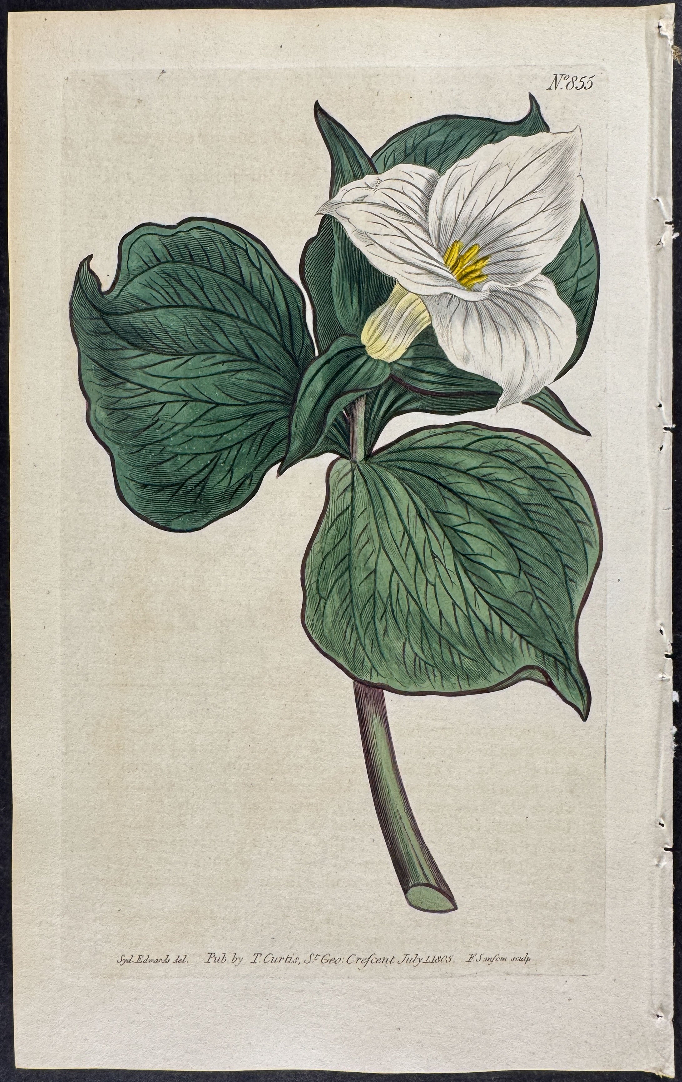 Funnel-Flowered Trillium