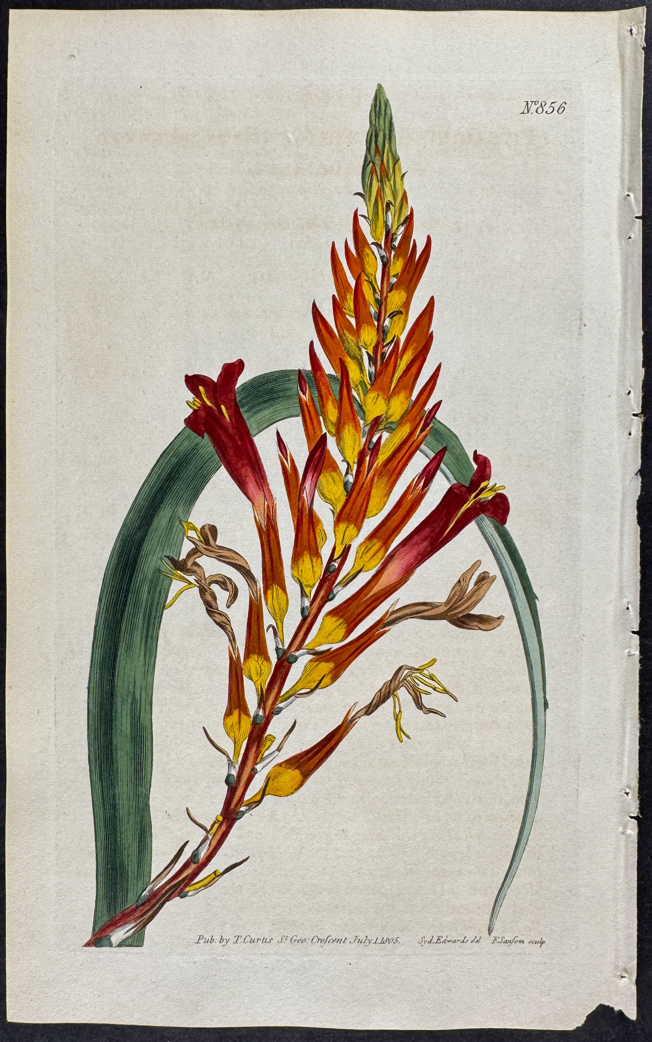 Broad-leaved Pitcairnia