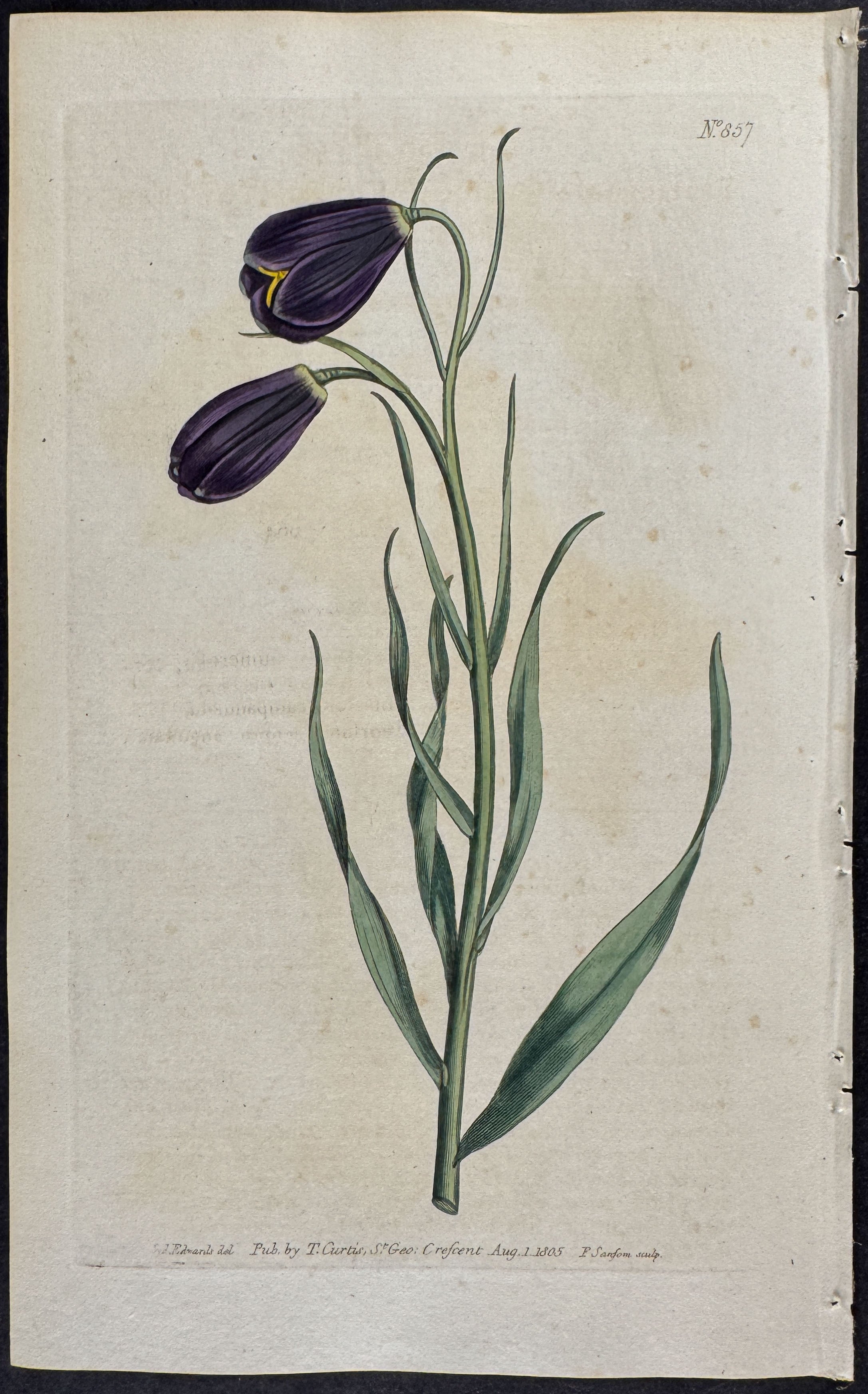 Violet-flowered Fritillary