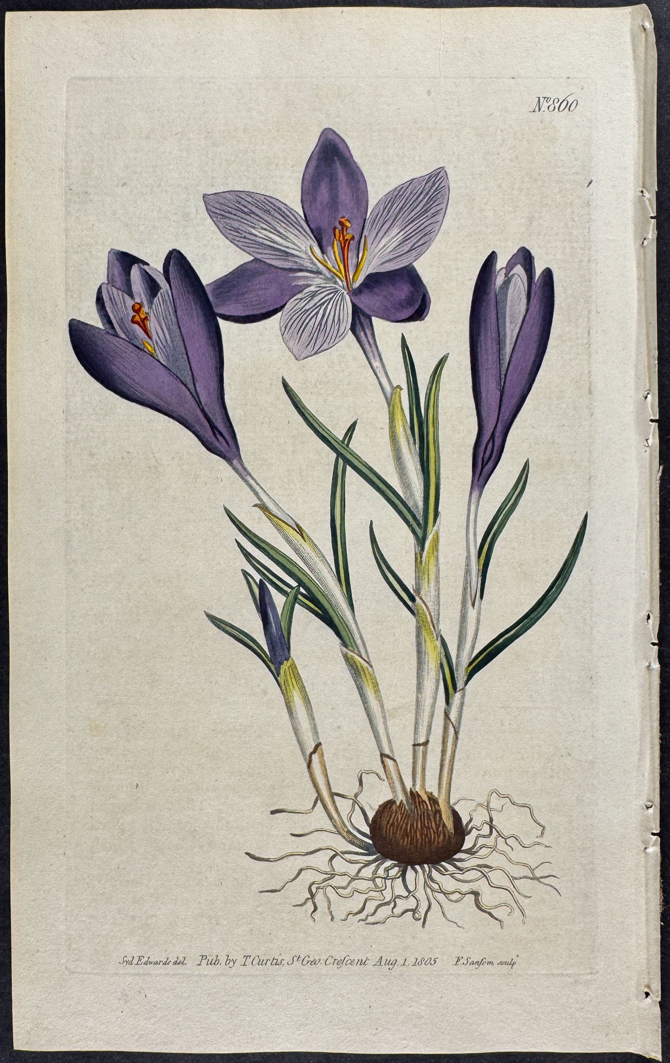 Large Purple Spring Crocus