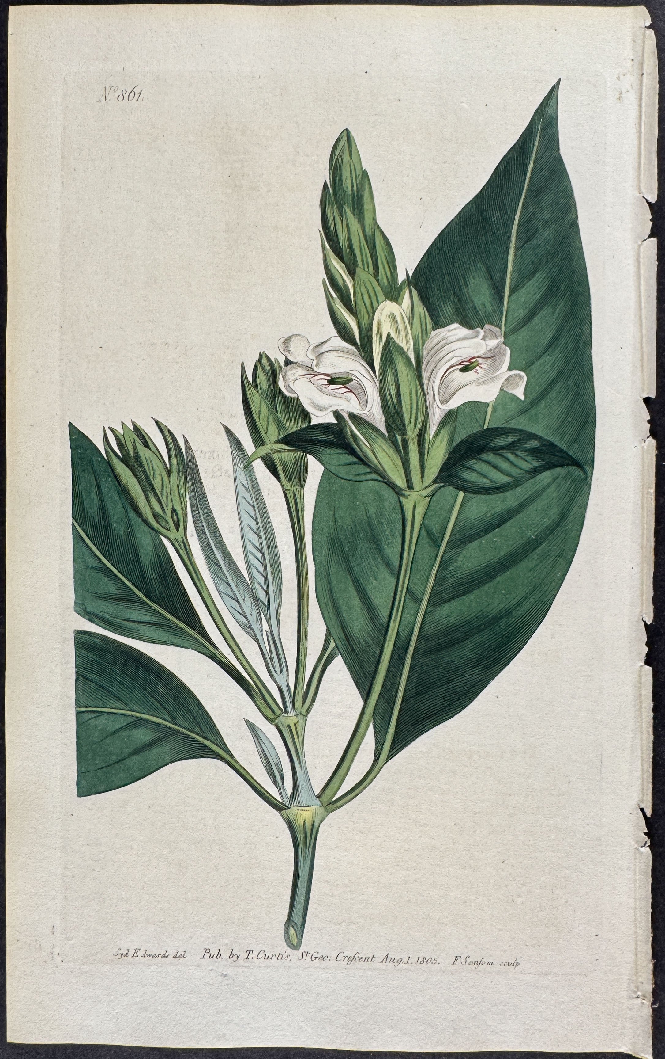 Malabar Nut