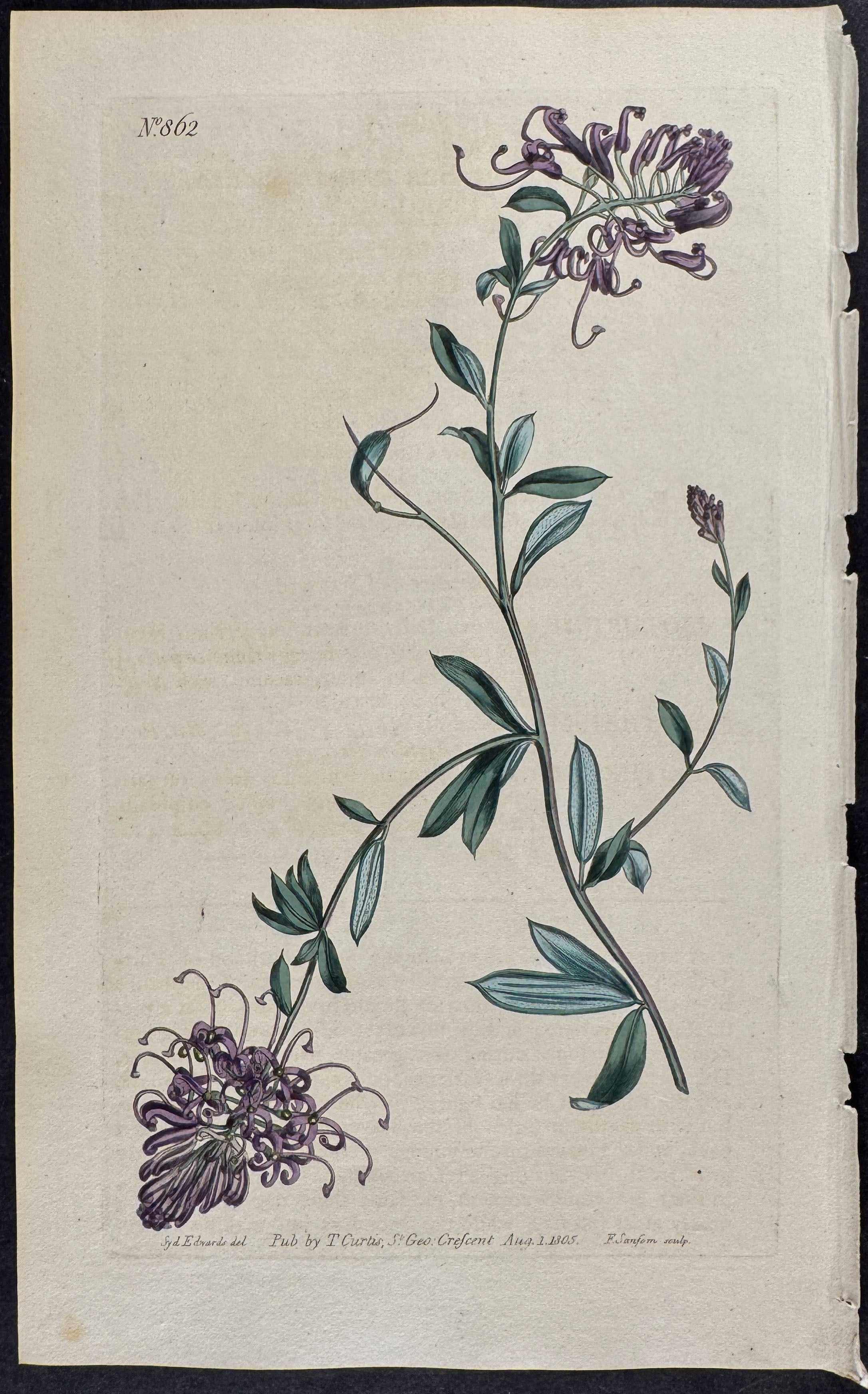 Silky Embothrium