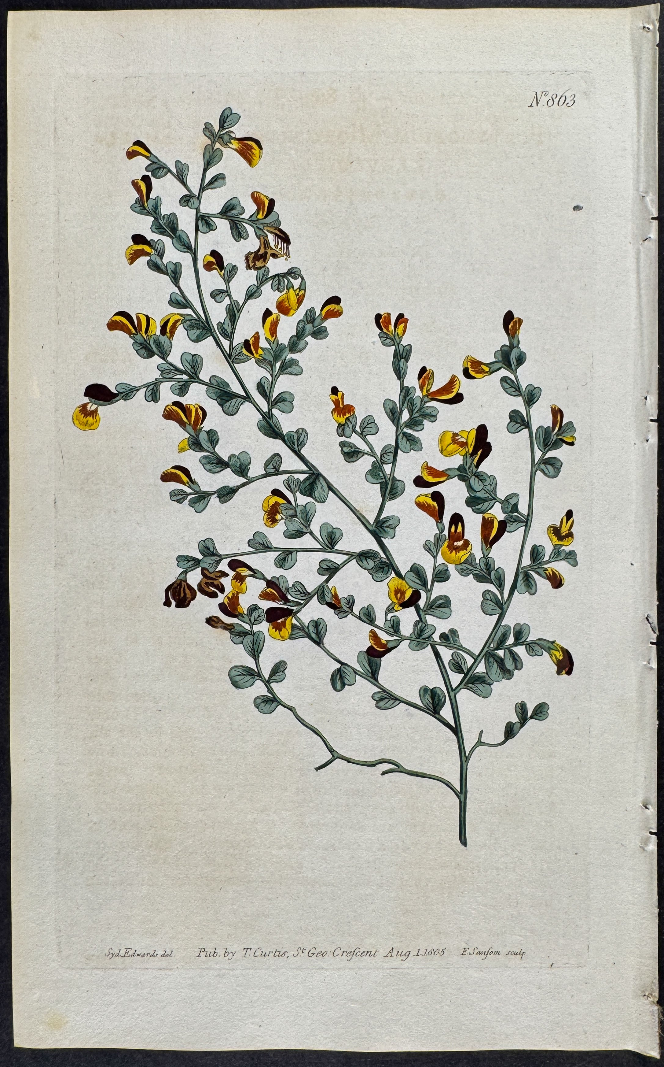 Smal-leaved Flat-pea