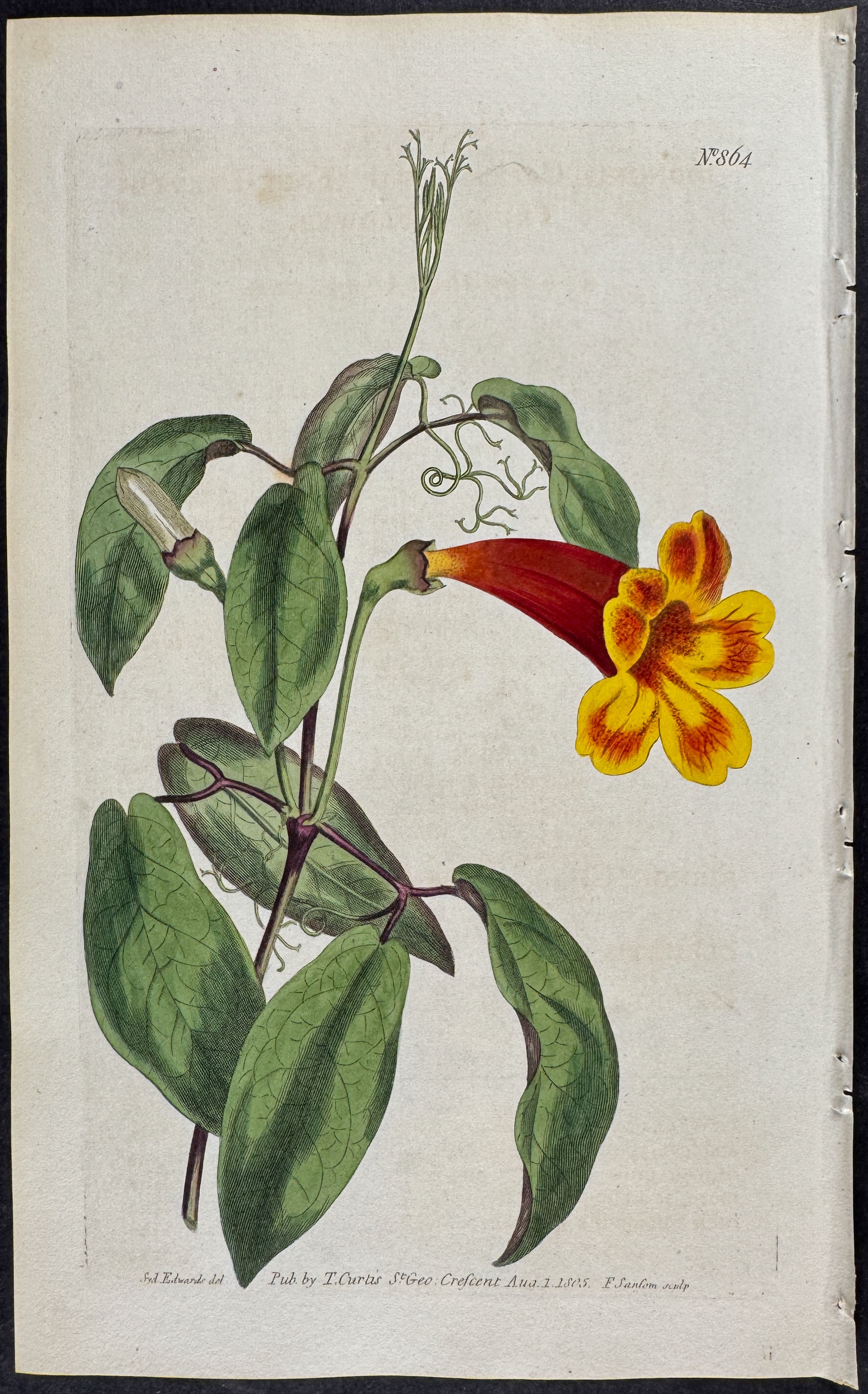 Four-leaved Trumpet-Flower