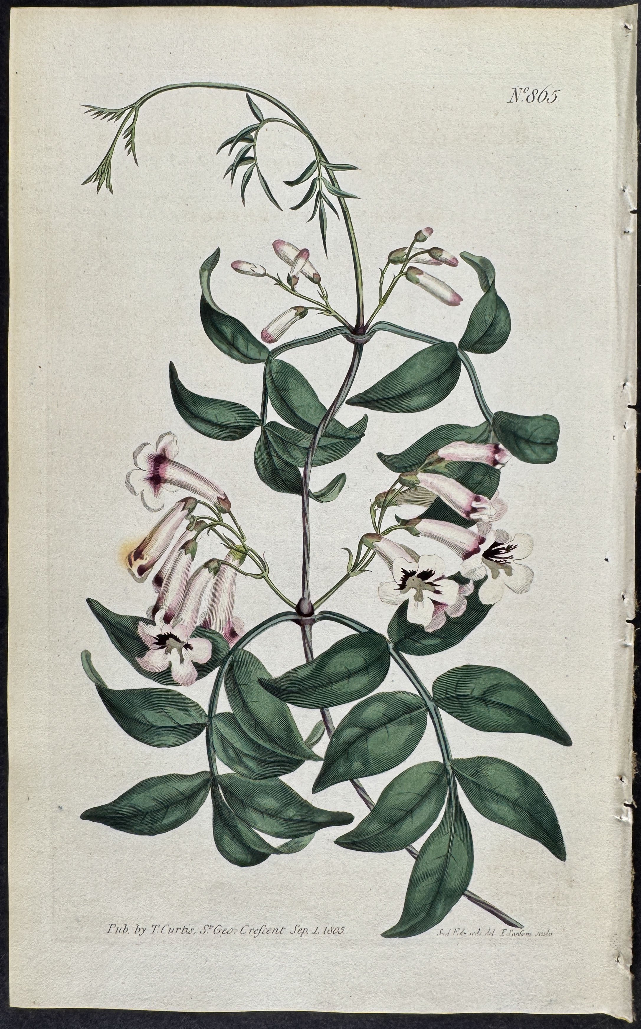Norfolk-island Trumpet-flower