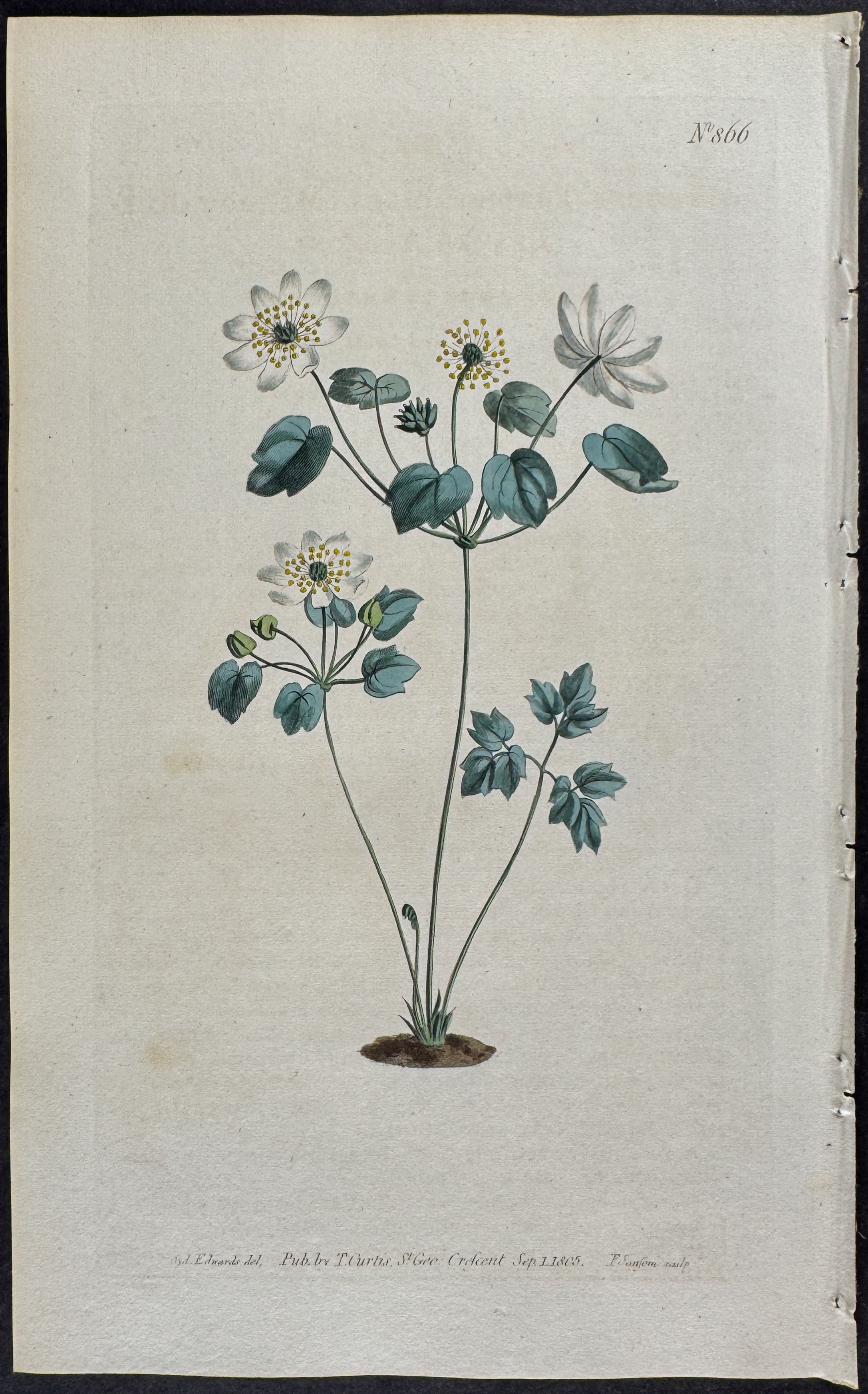Meadow-rue-leaved Anemone