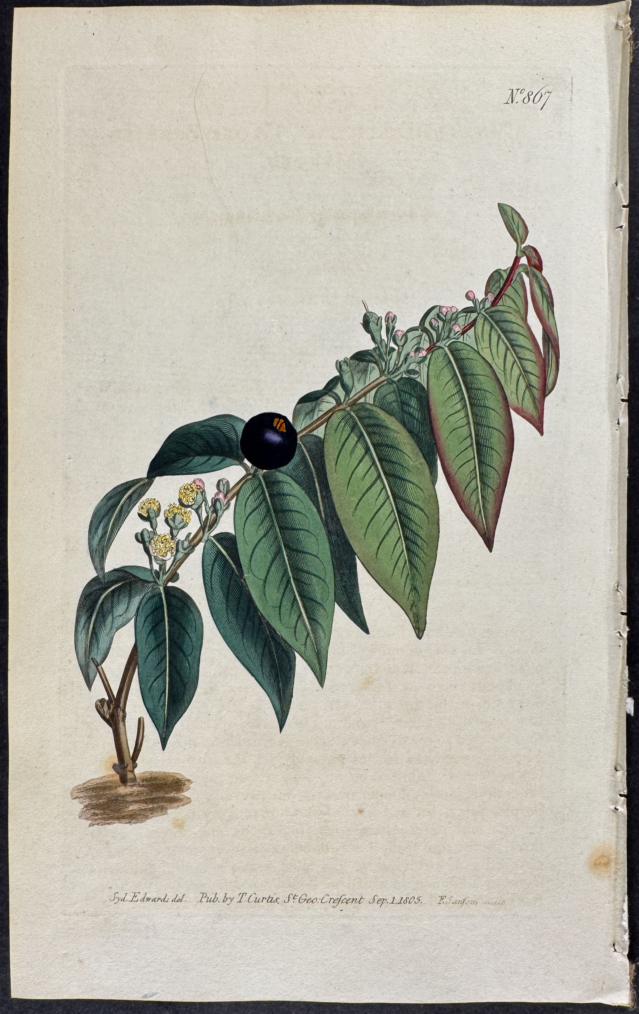 Globe-Berried Myrtle