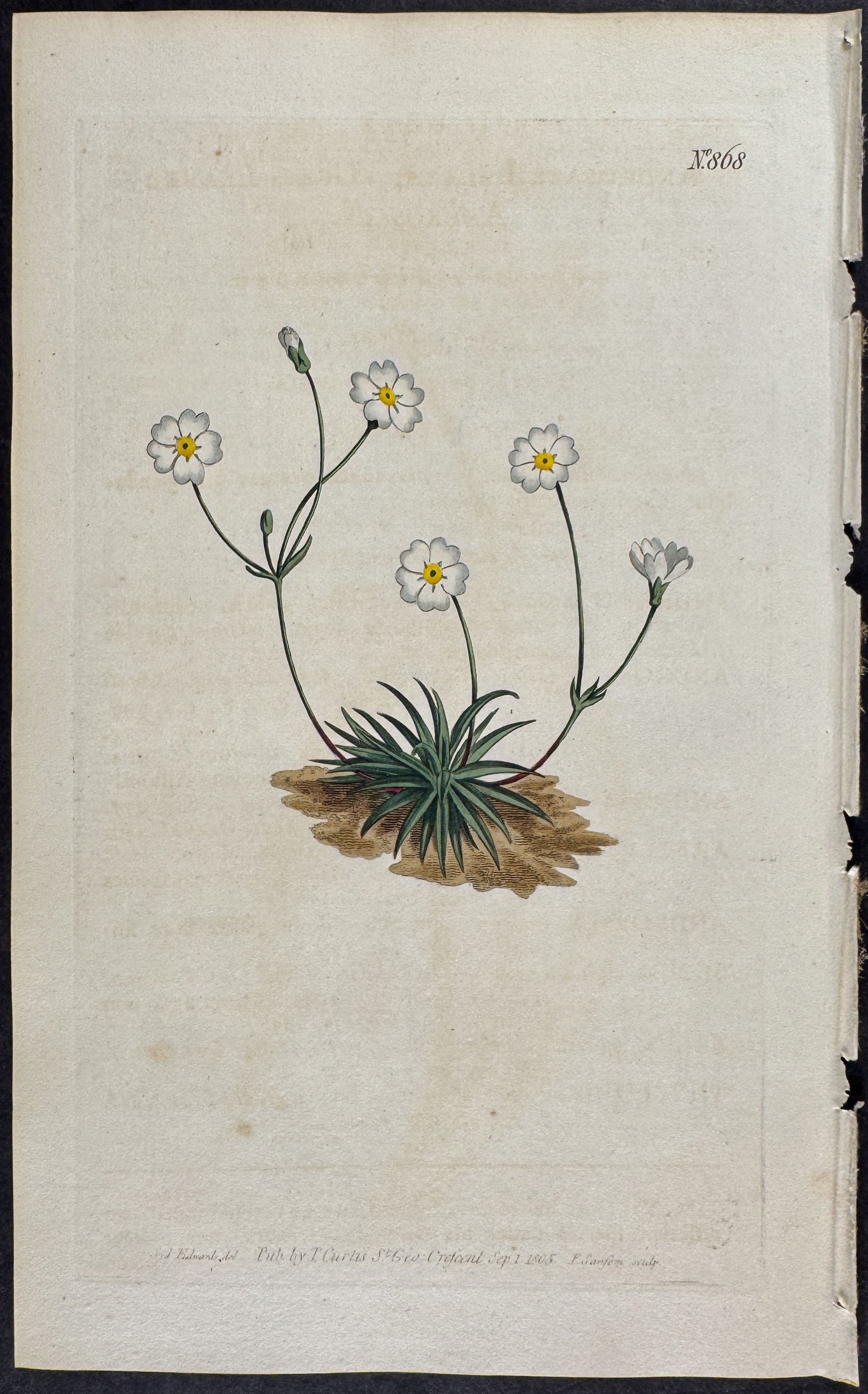 Grass-leaved Androsace