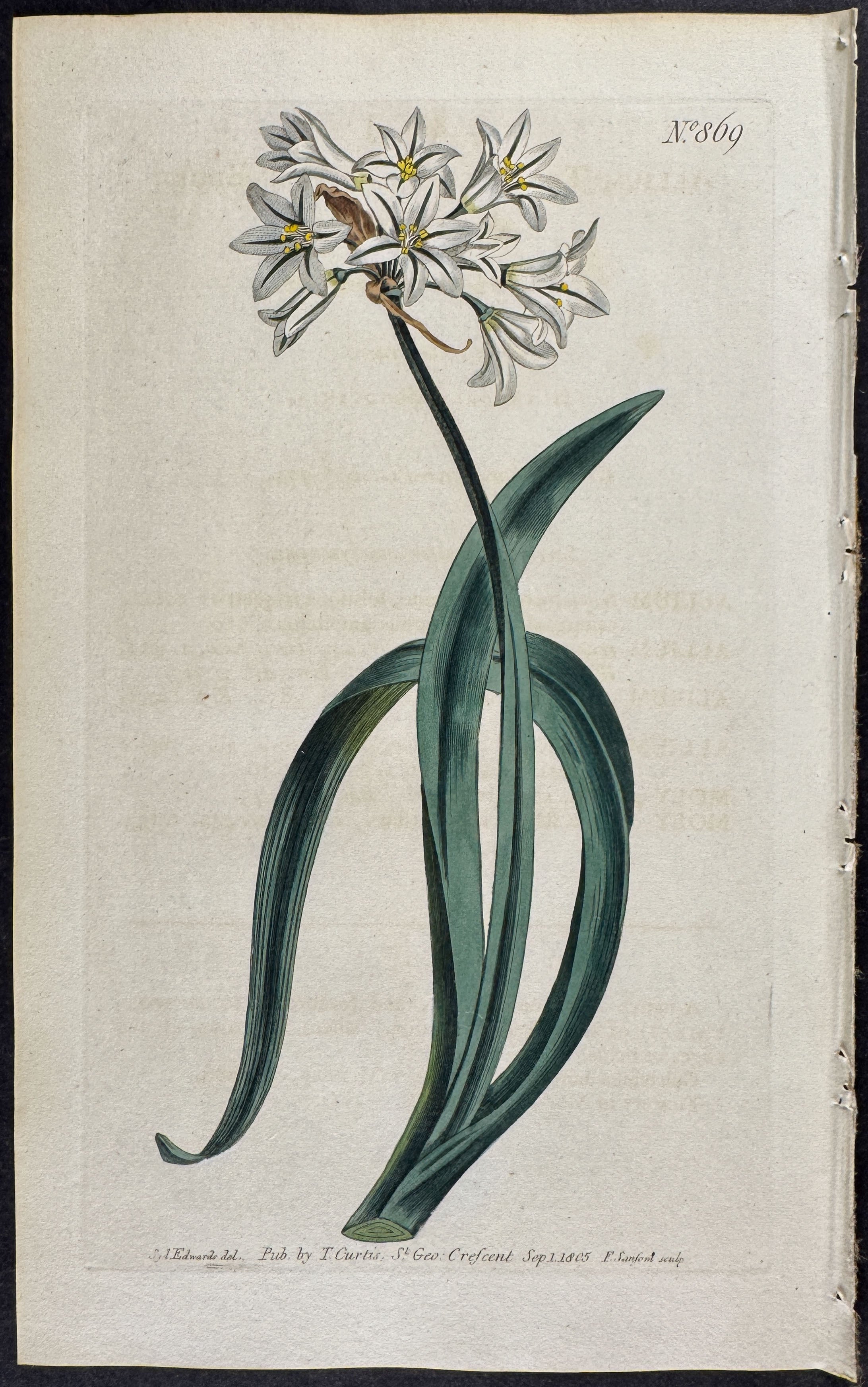 Three-edged Garlick