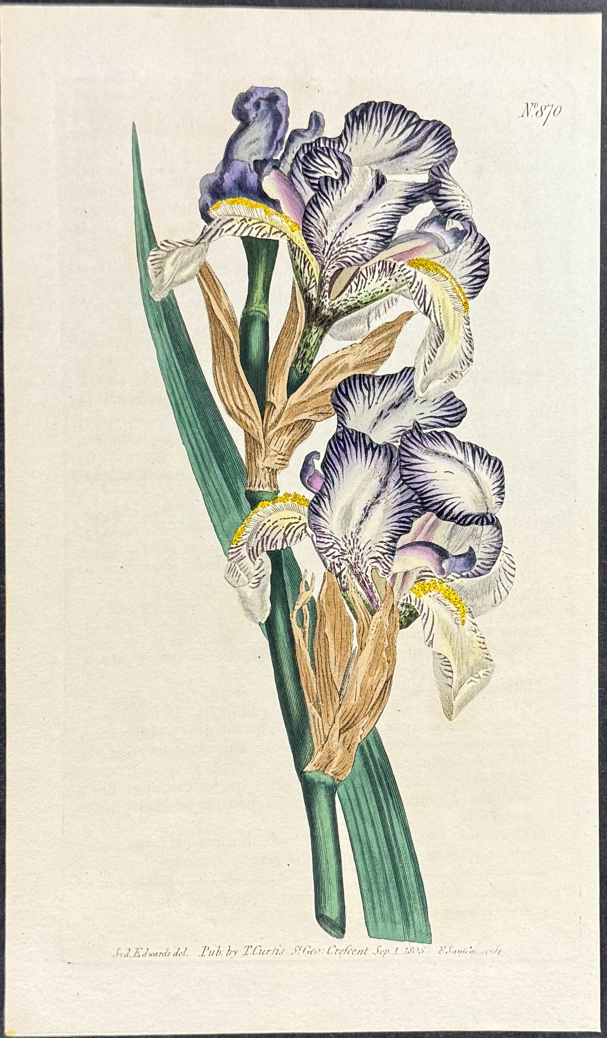 Orange-flower-scented Flag Iris