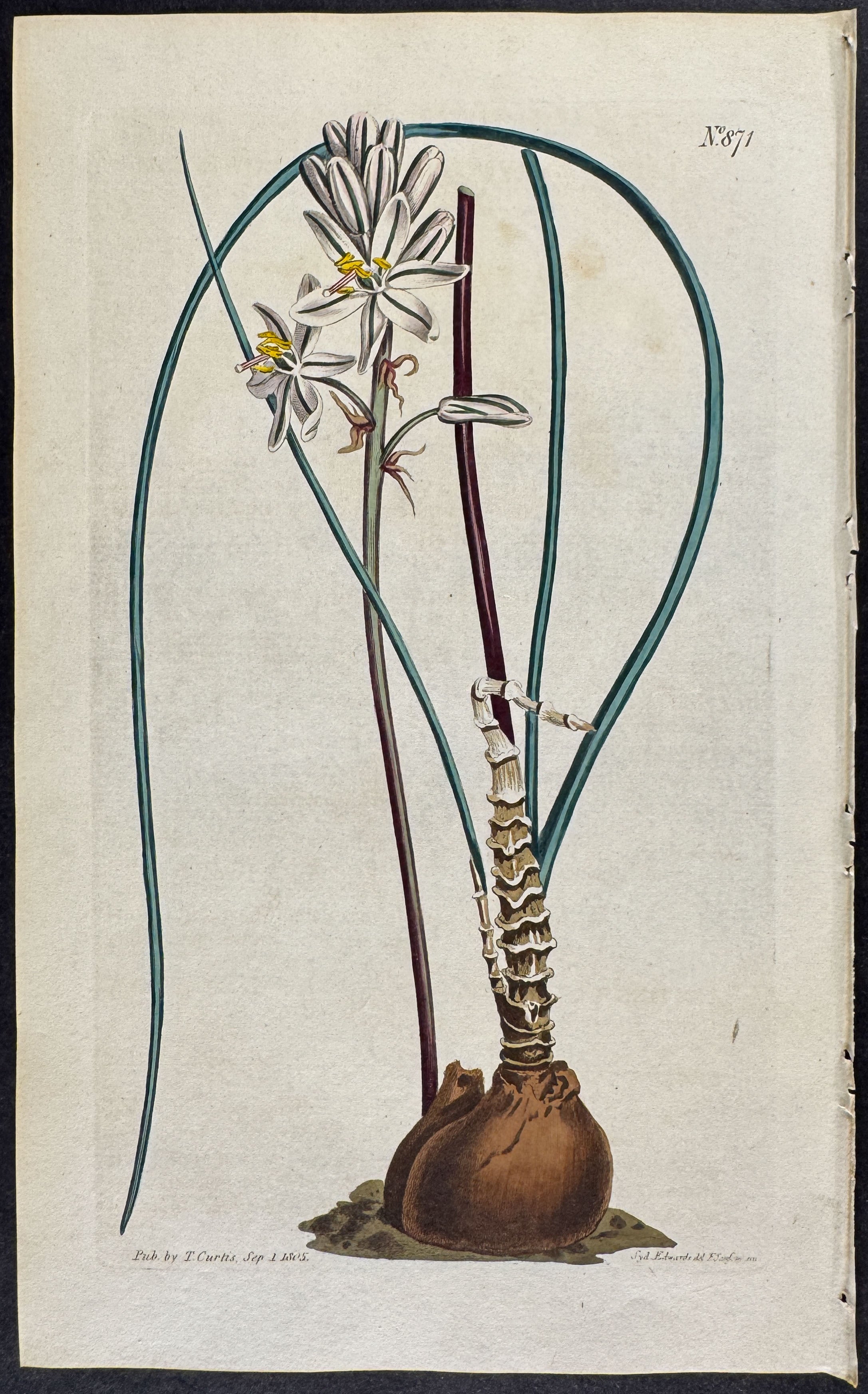Pale-flowered Abluca