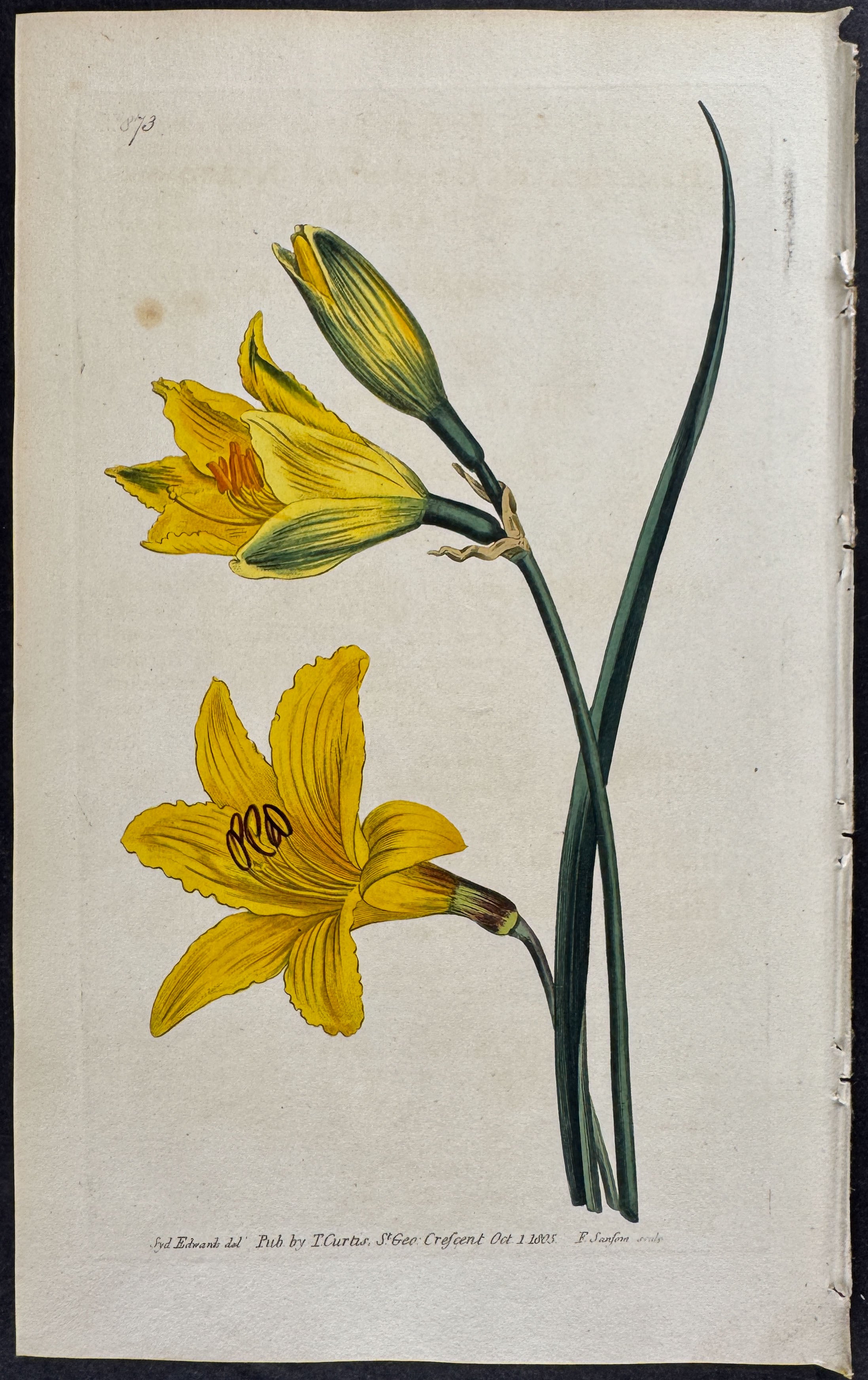Narrow-leaved Day-Lily