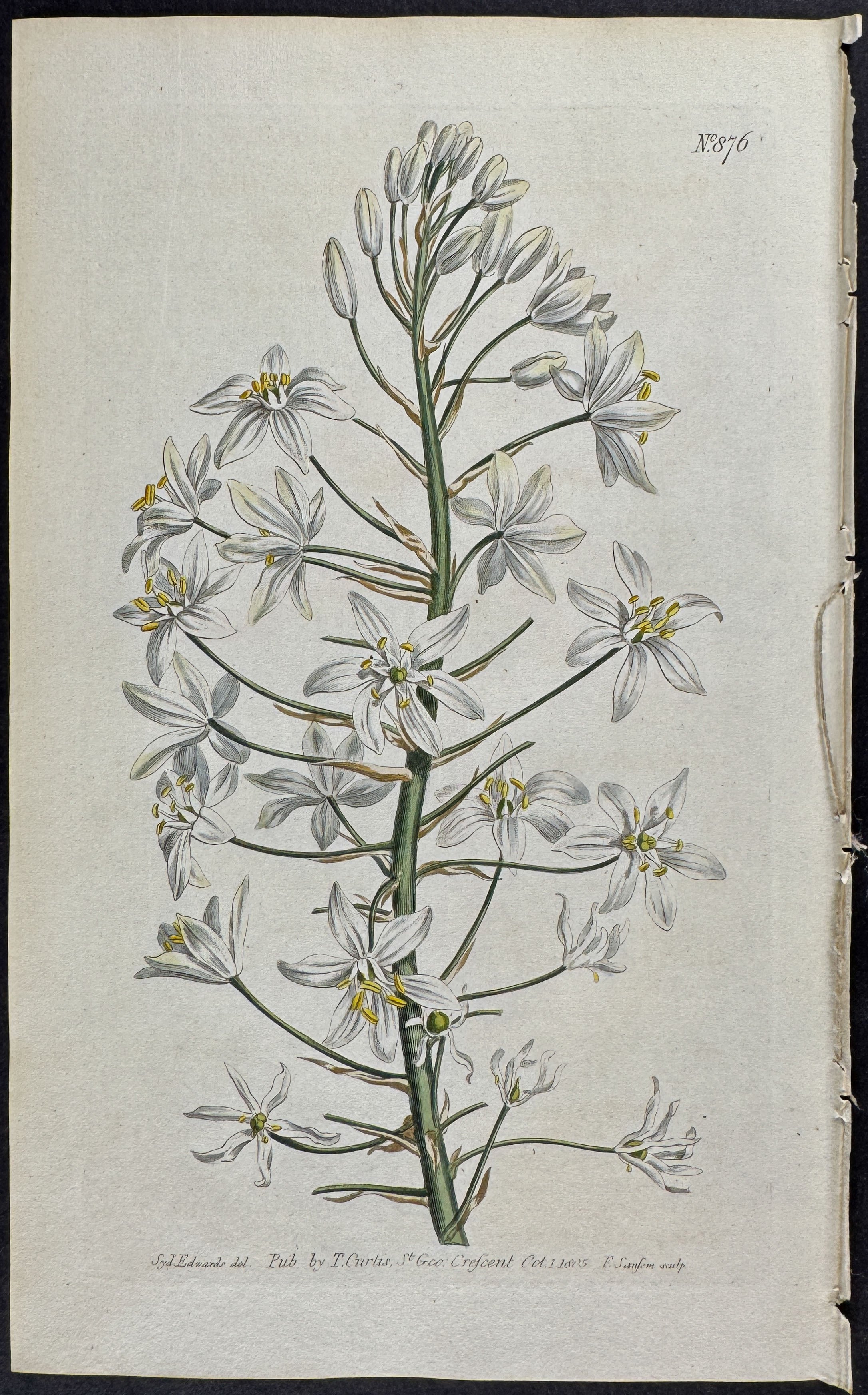 Broad-leaved star of Bethlehem