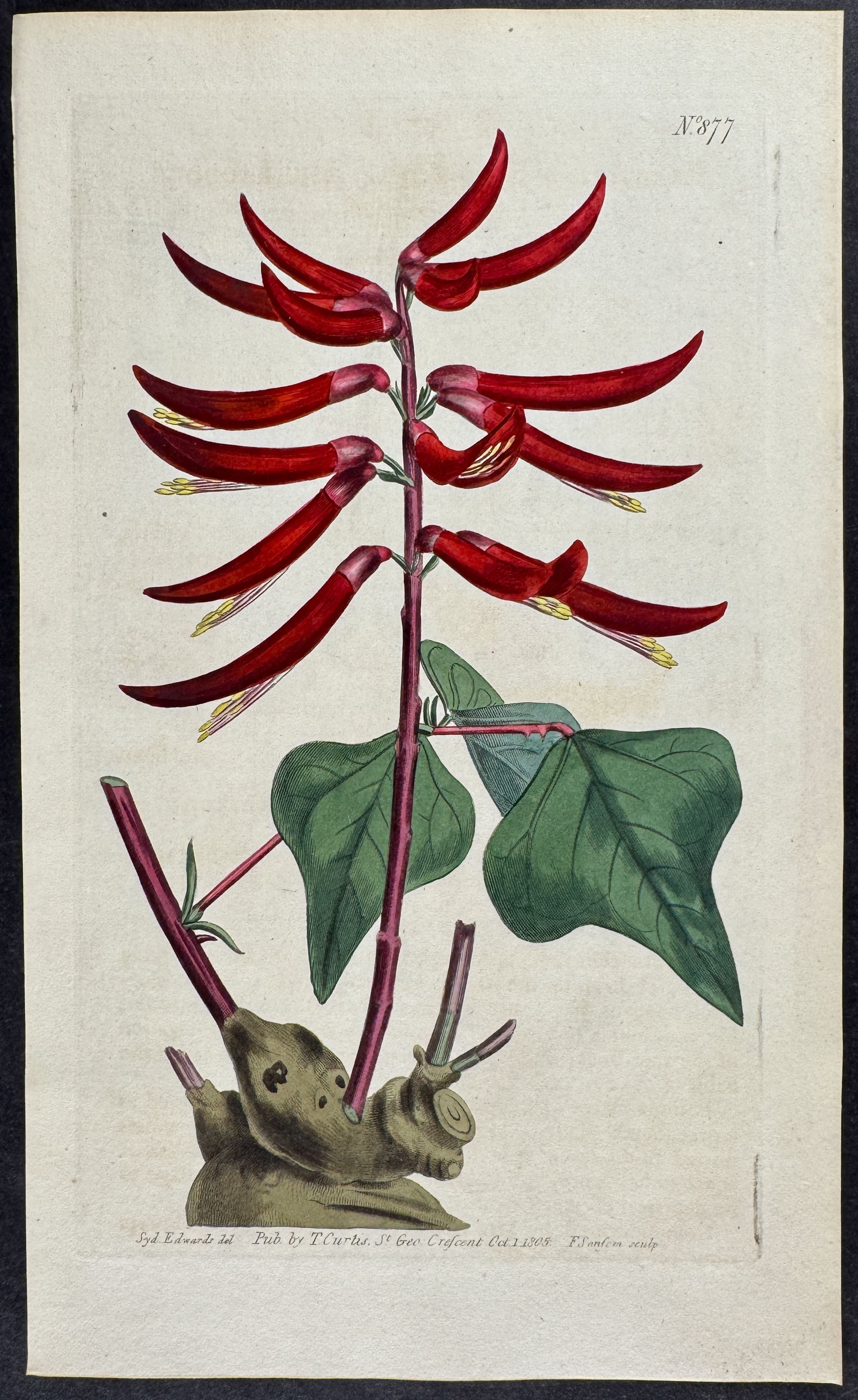 Herbaceous Coral-Tree