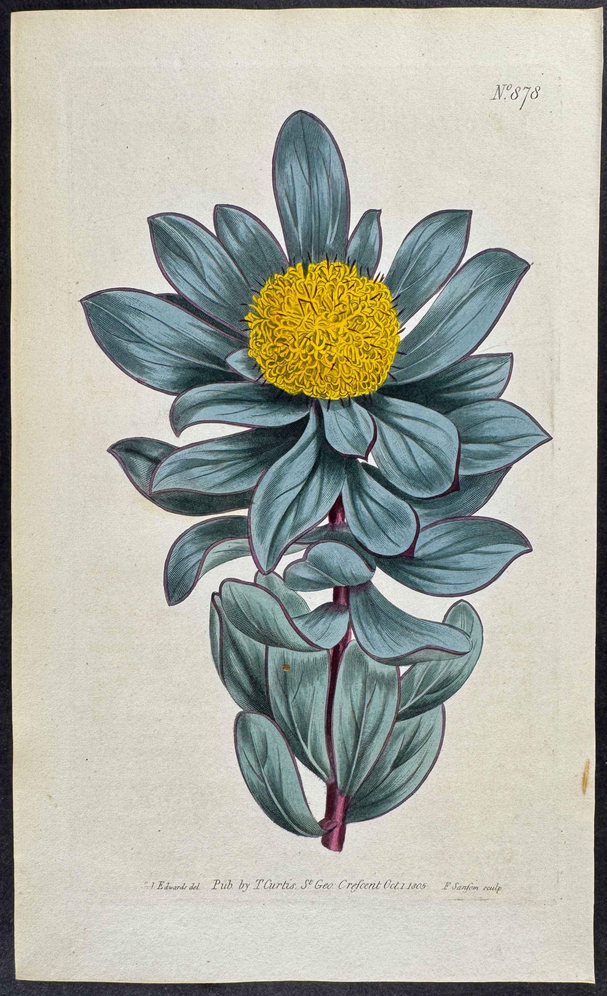 Globe-flowered Protea