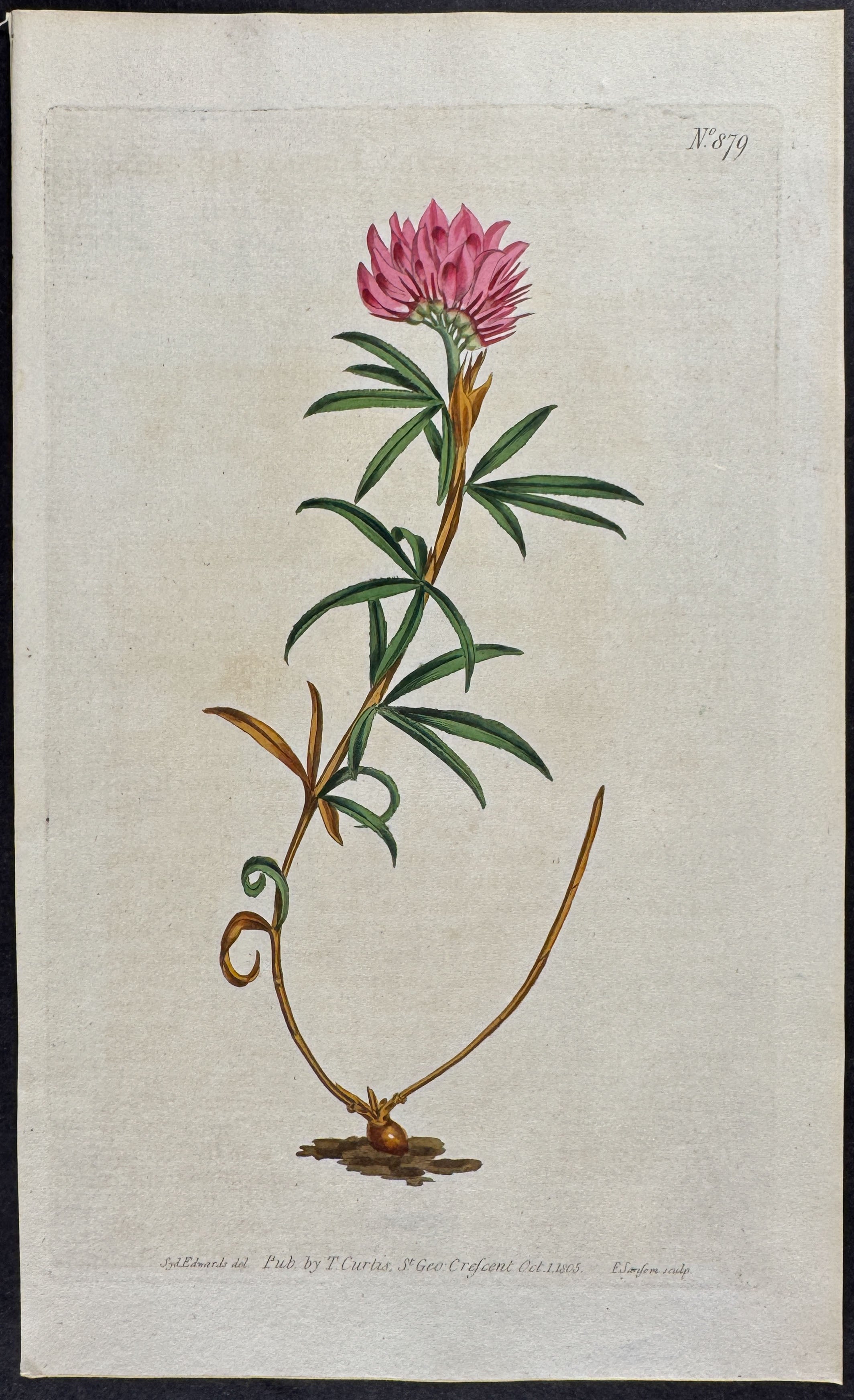 Lupine Trefoil