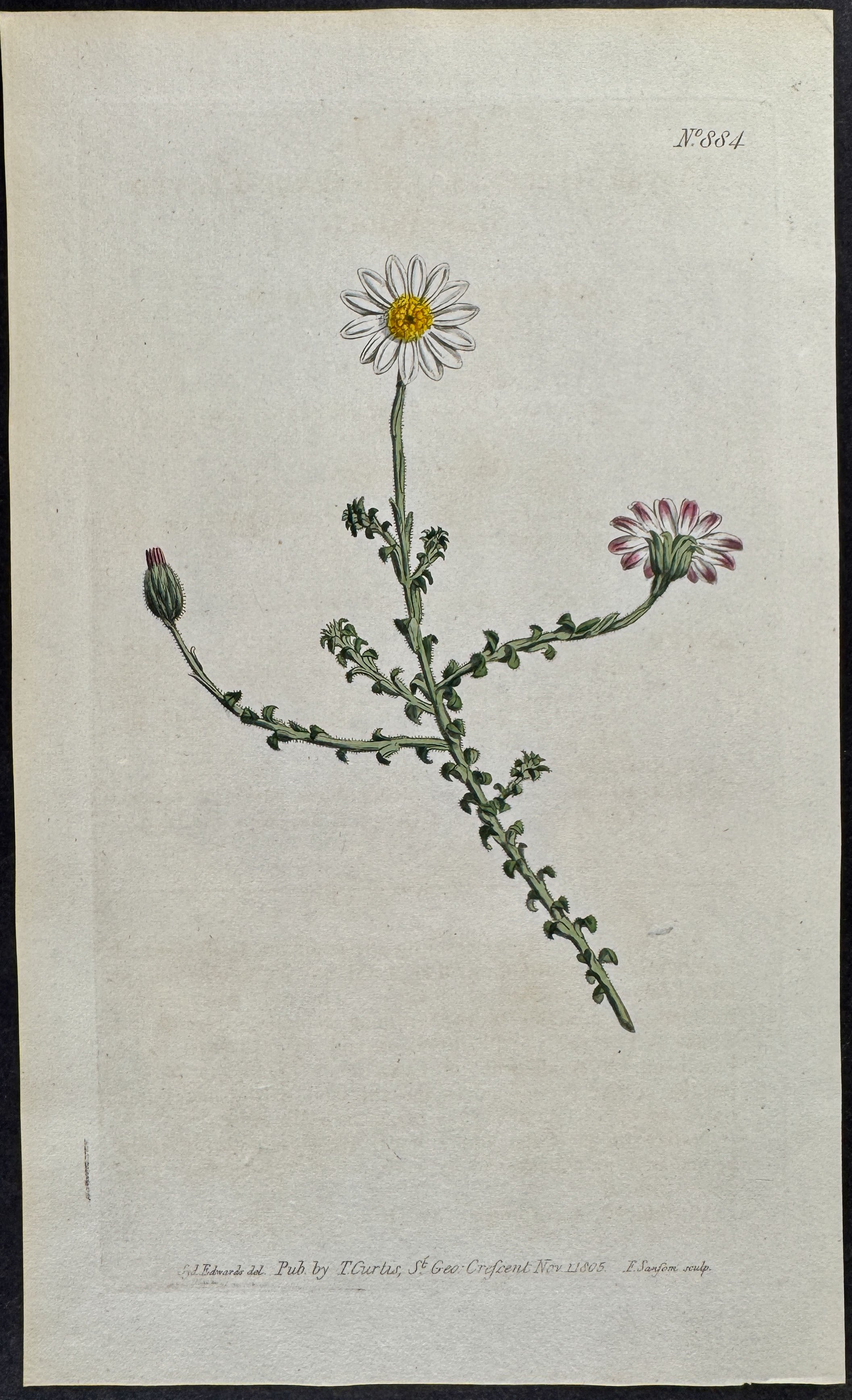 Reflexed-leaved Star-wort