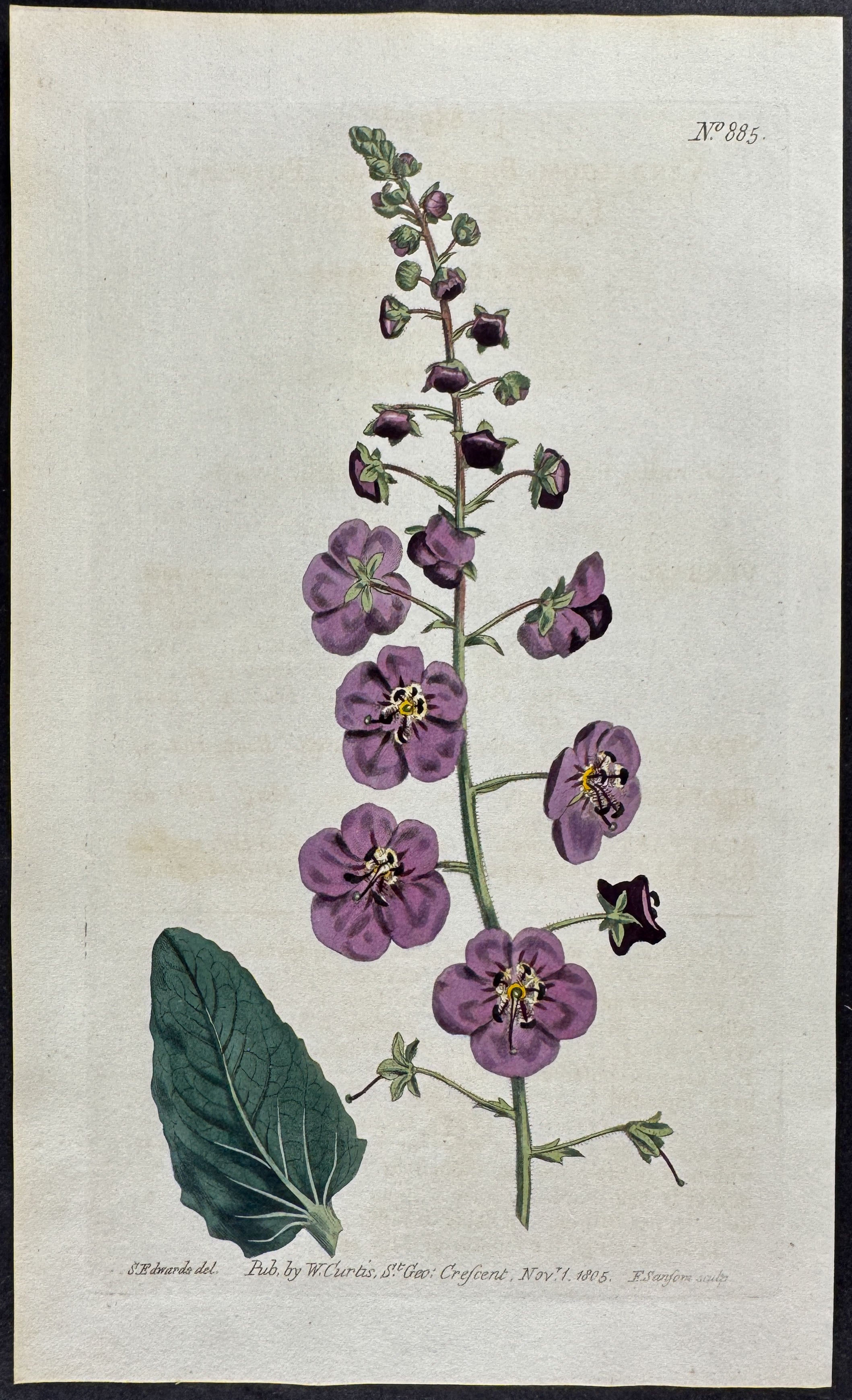 Purple Flowered Mullein