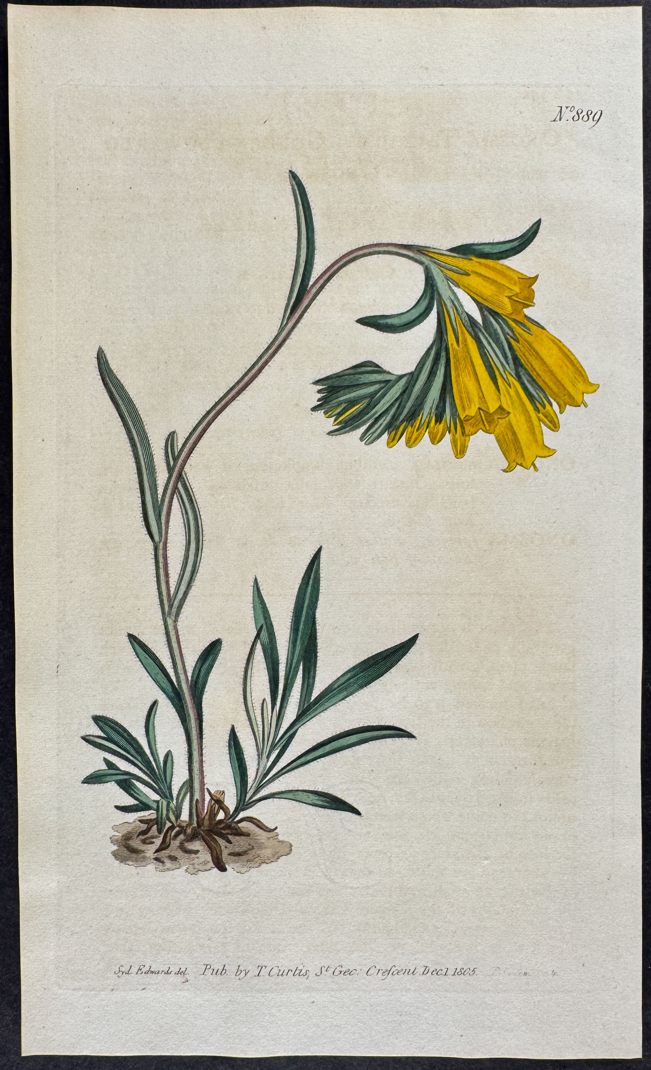 Golden-flowered Onosma