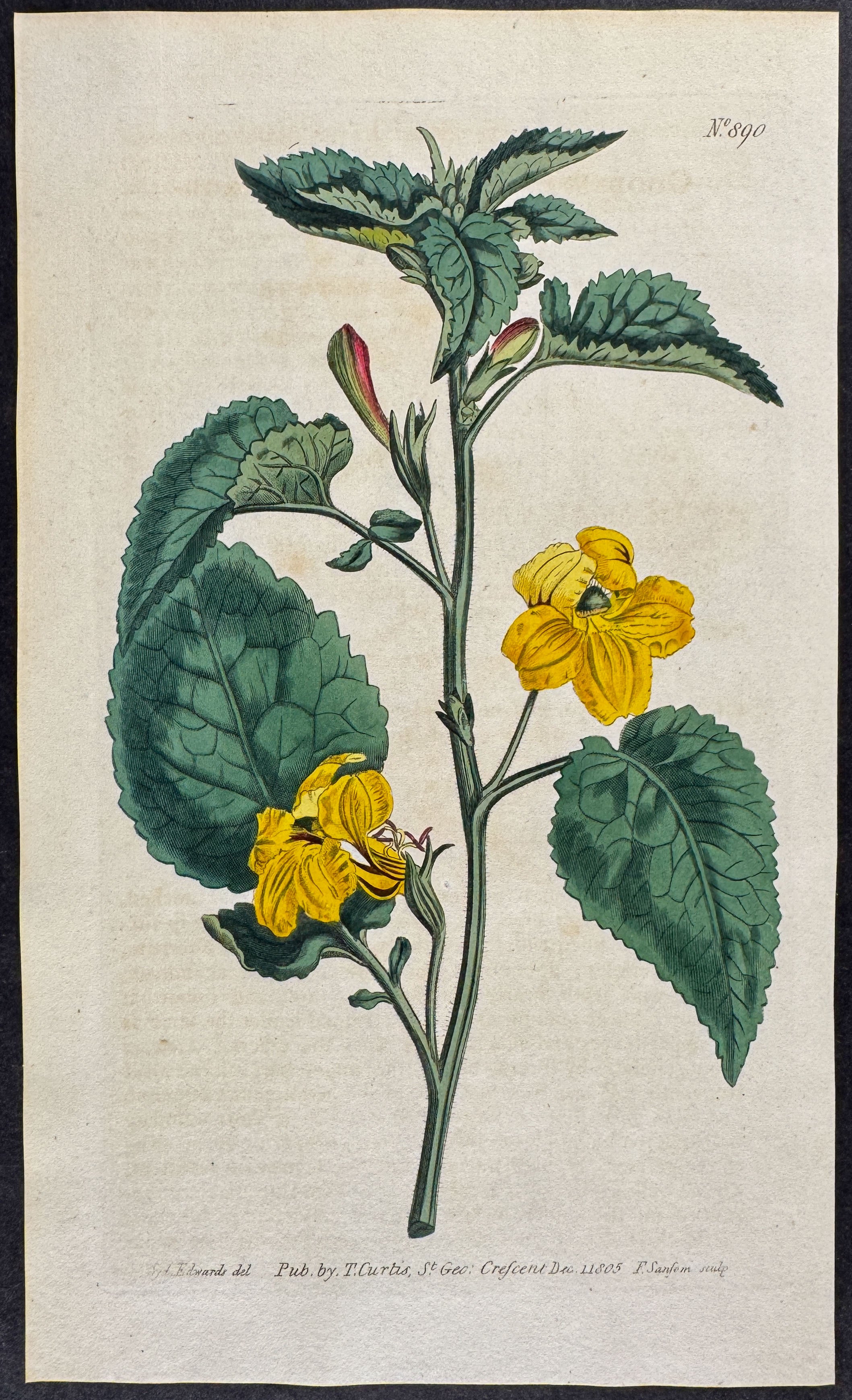 Large-flowered Goodenia