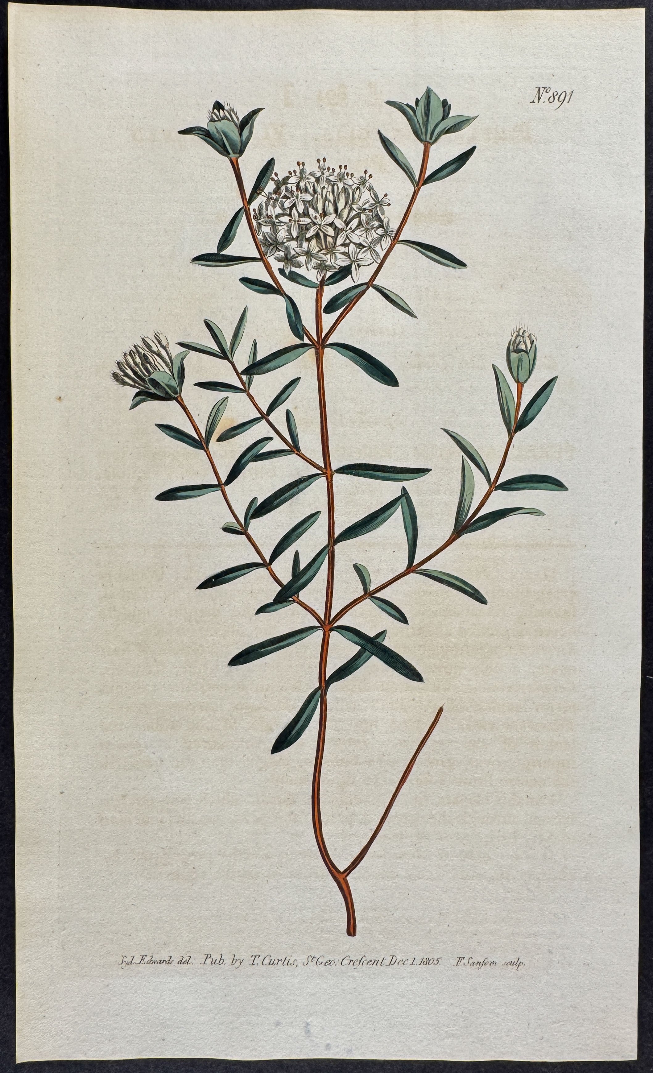 Flax-leaved Primelea