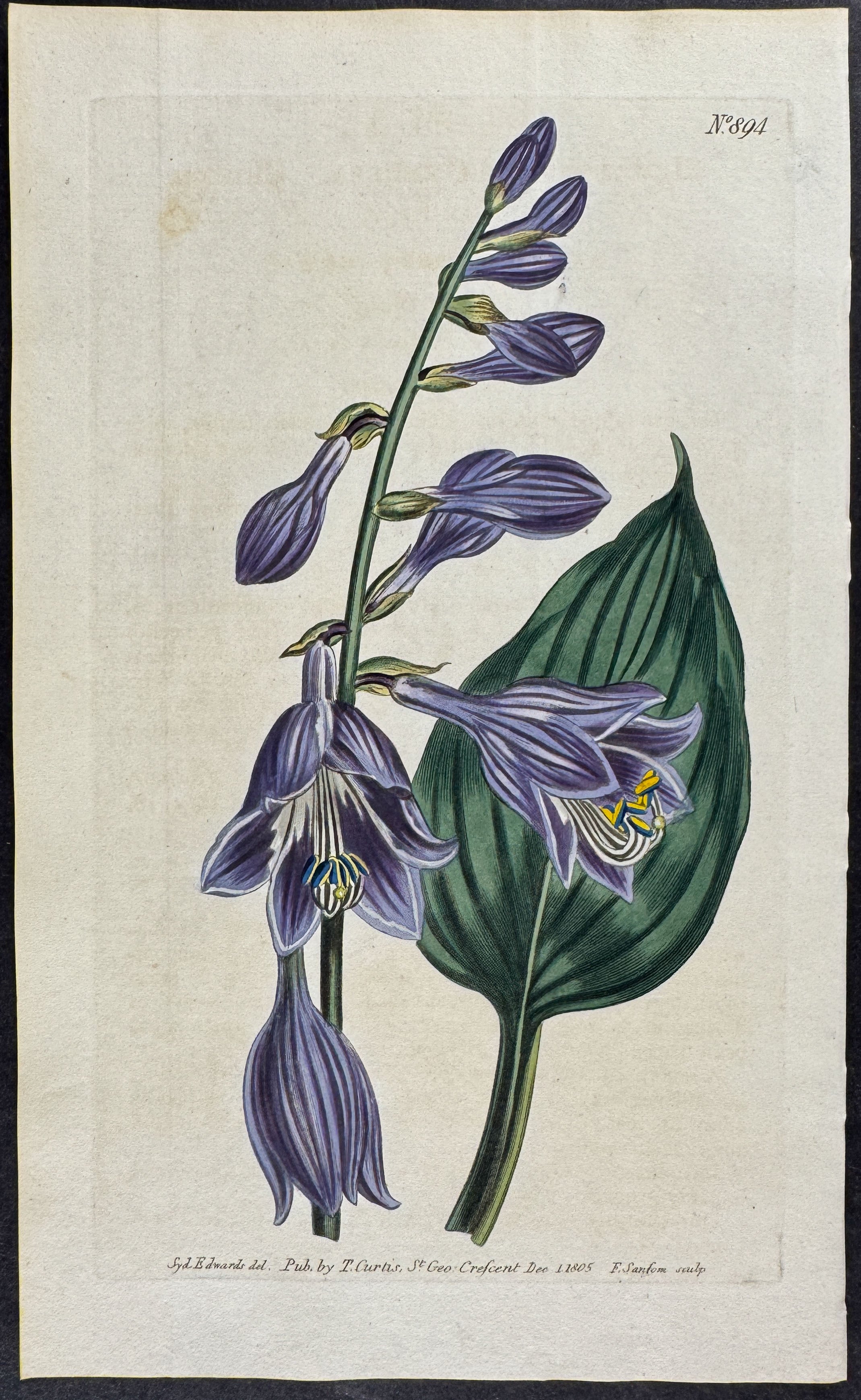 Chinese Day-Lily
