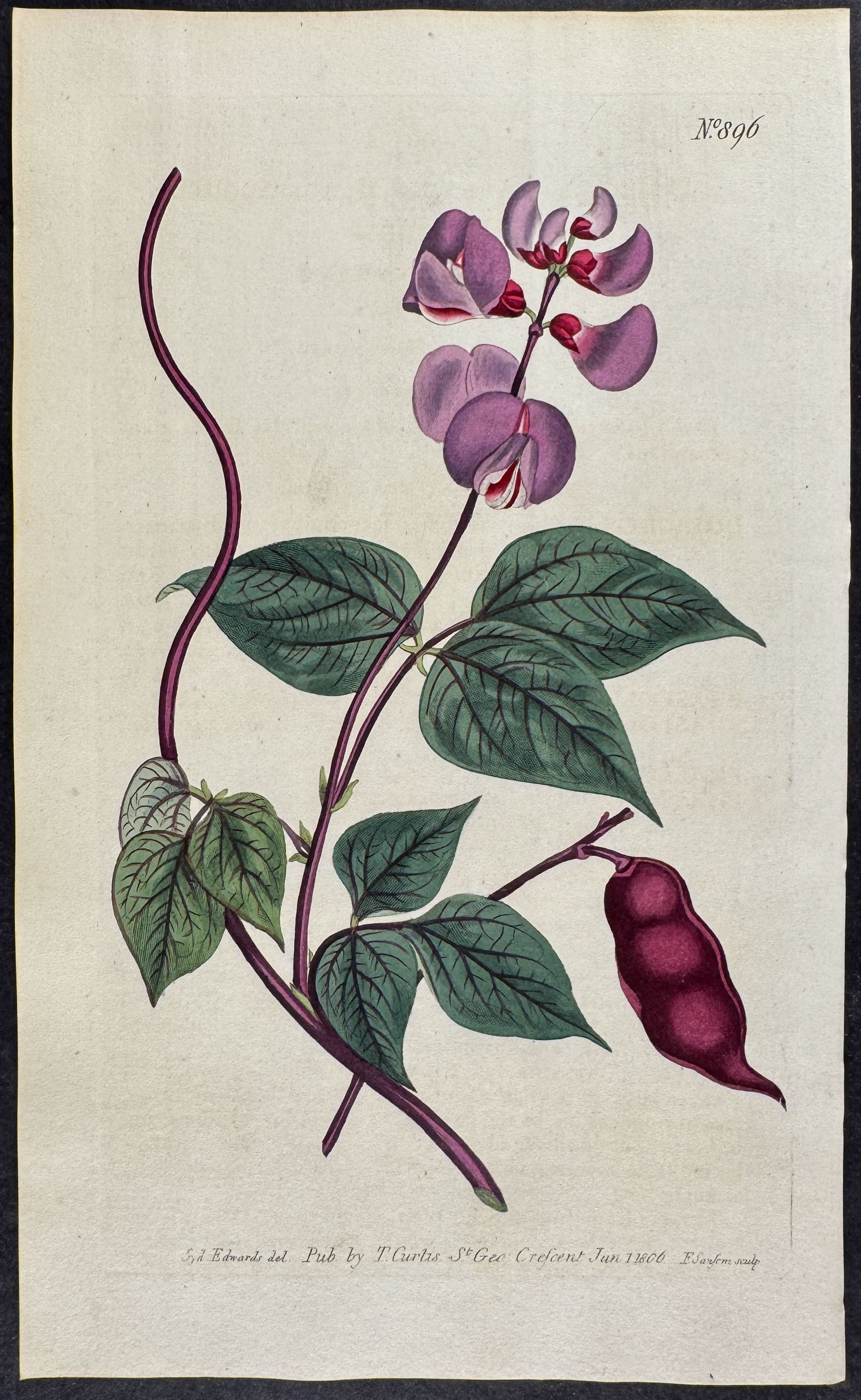 Black-Seeded Dolichos